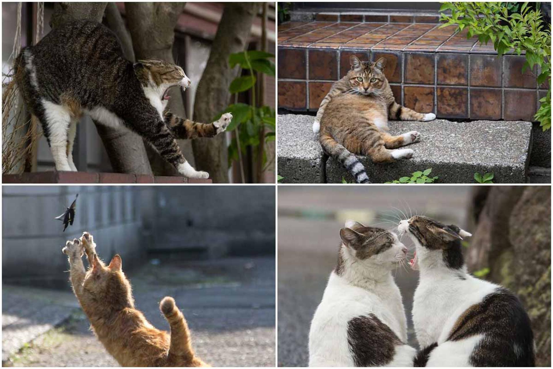 گربه‌ّای خیابانی