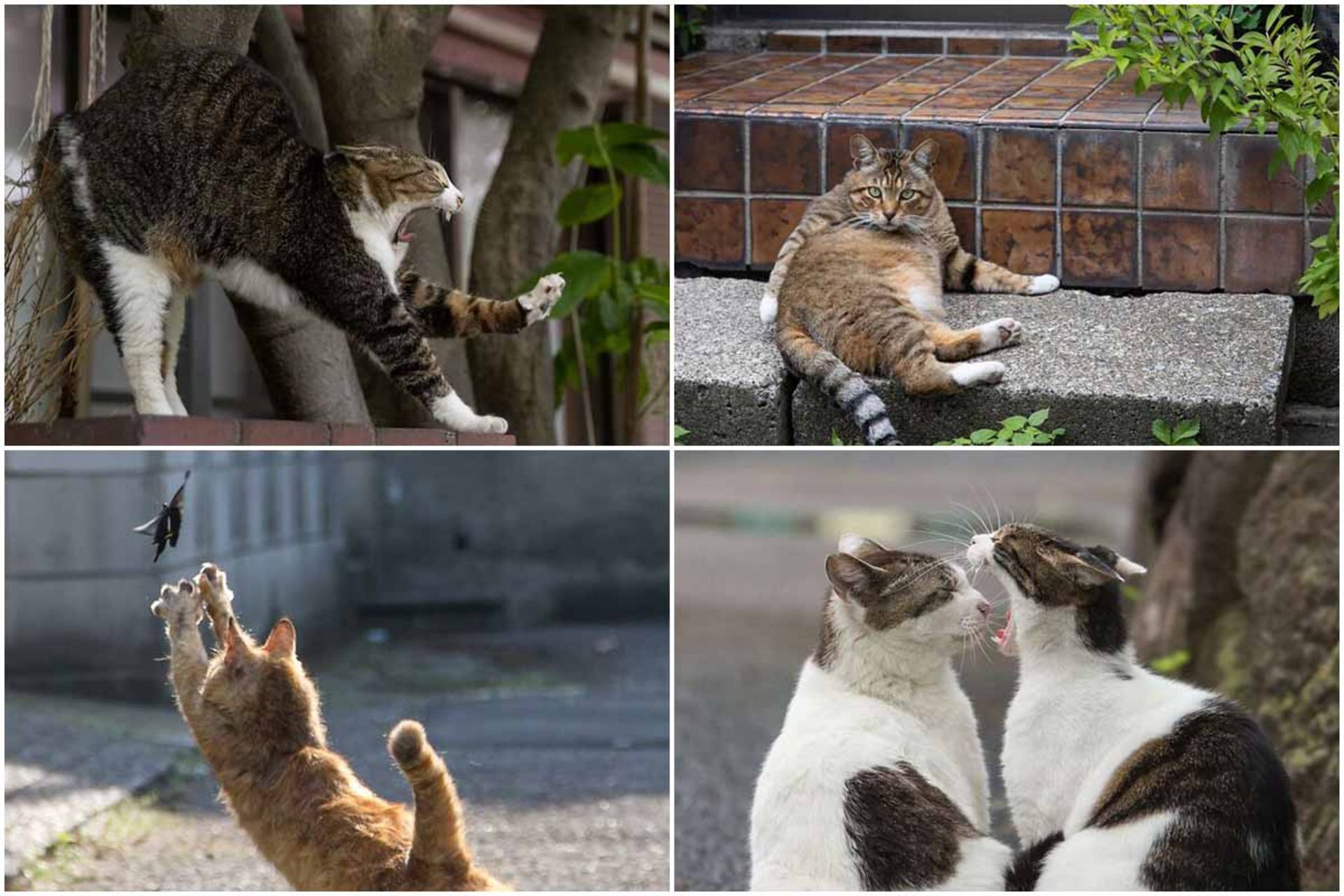 گربه‌ّای خیابانی