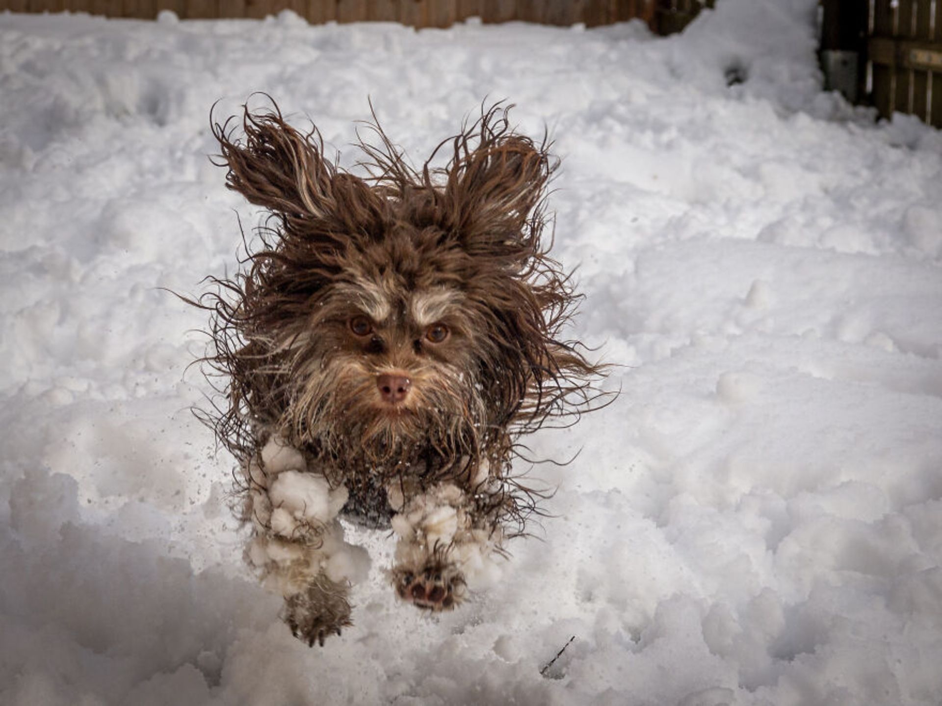 سگ در حال دویدن در برف