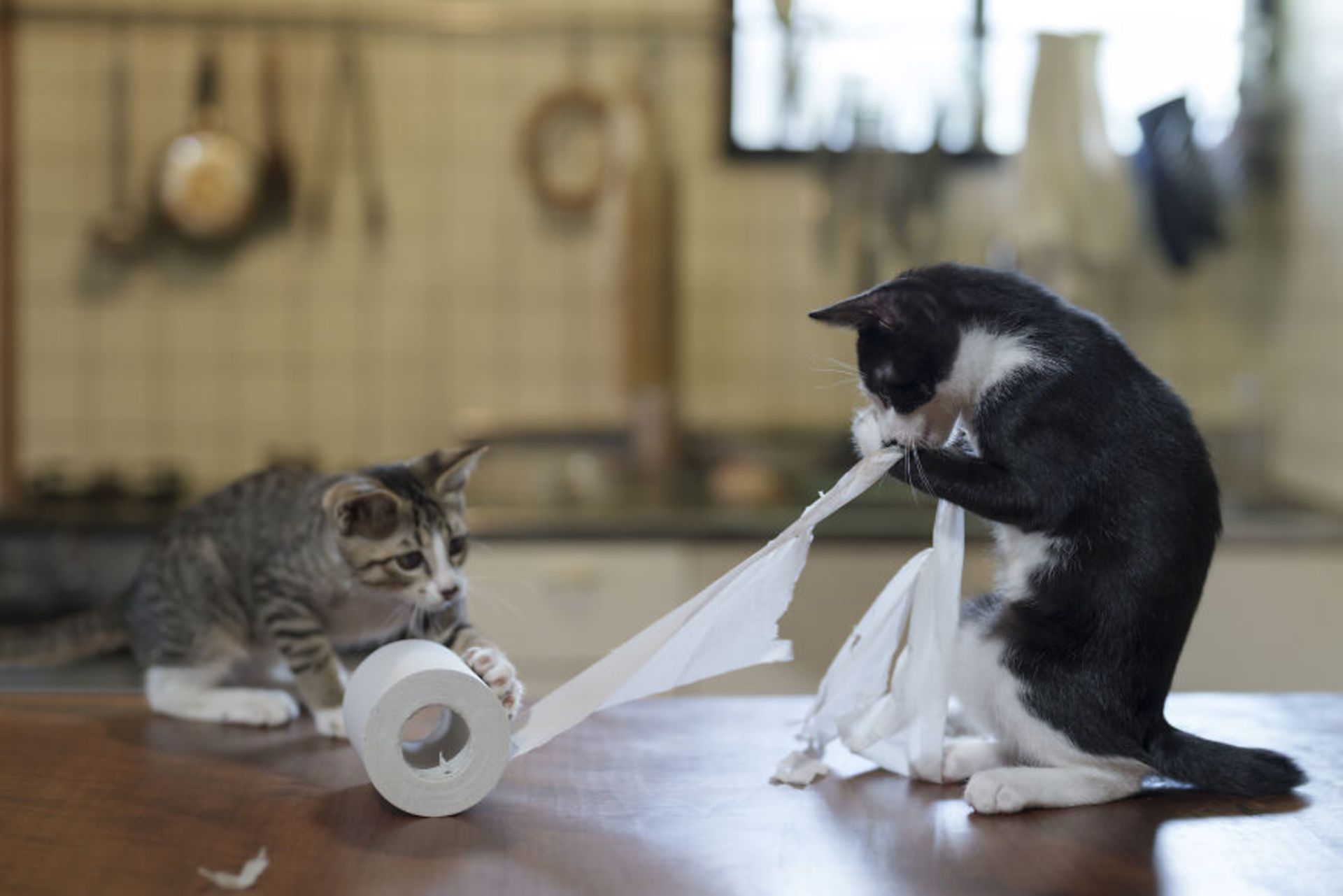 گربه‌ ها در حال بازی با رول دستمال کاغذی در آشپزخانه