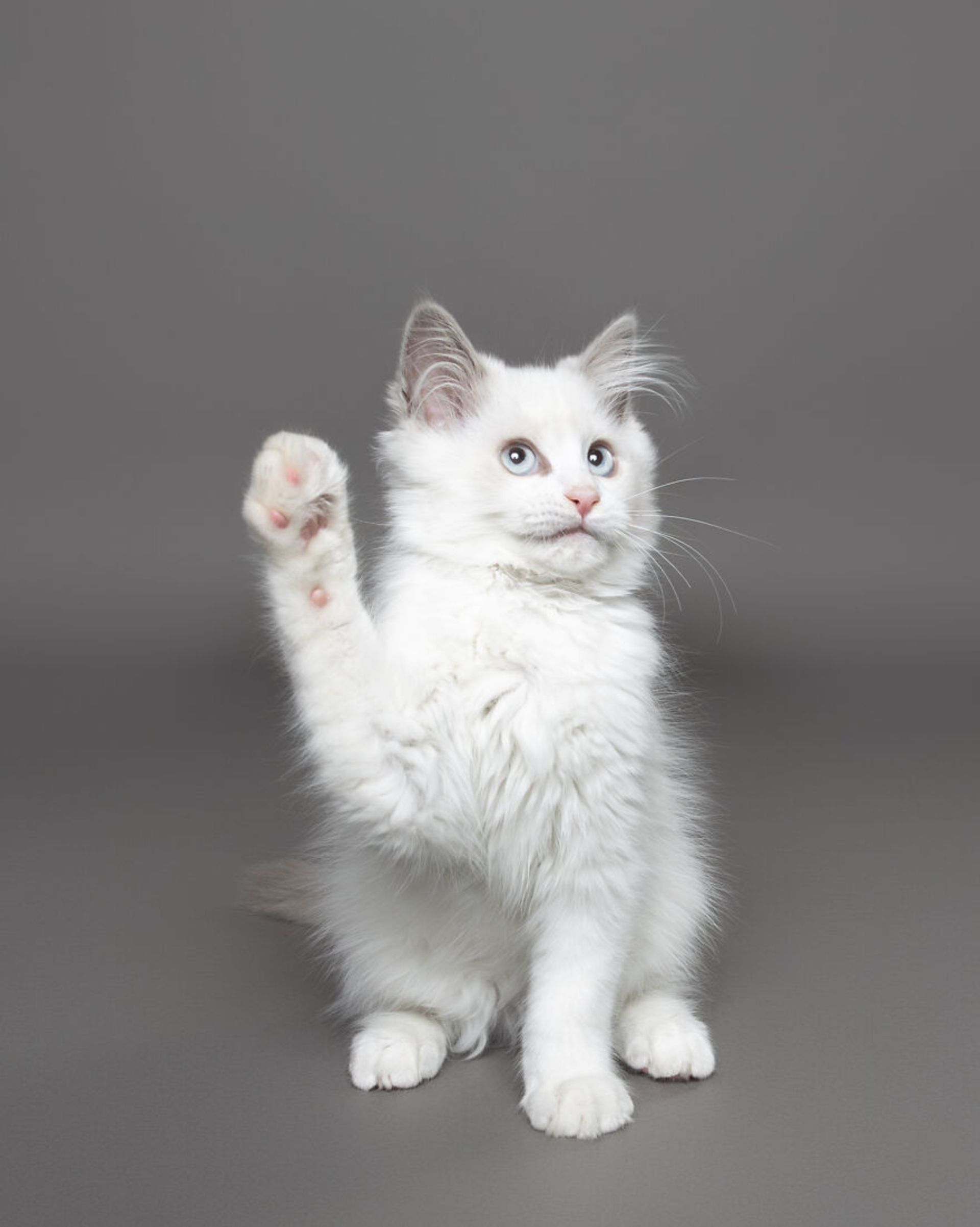 دست تکان دادن گربه سفید