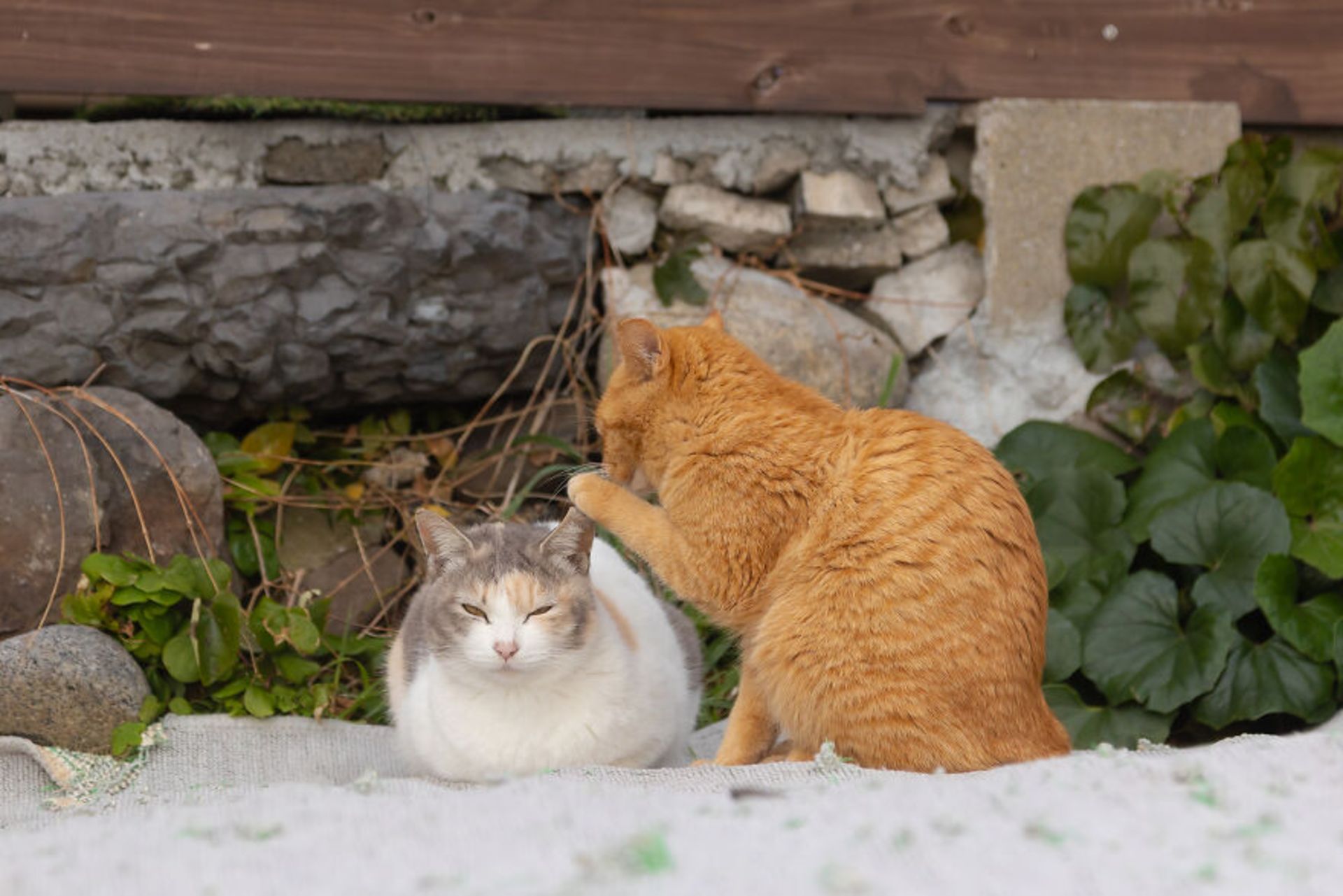 گربه نارنجی و سفید درحال غیبت 