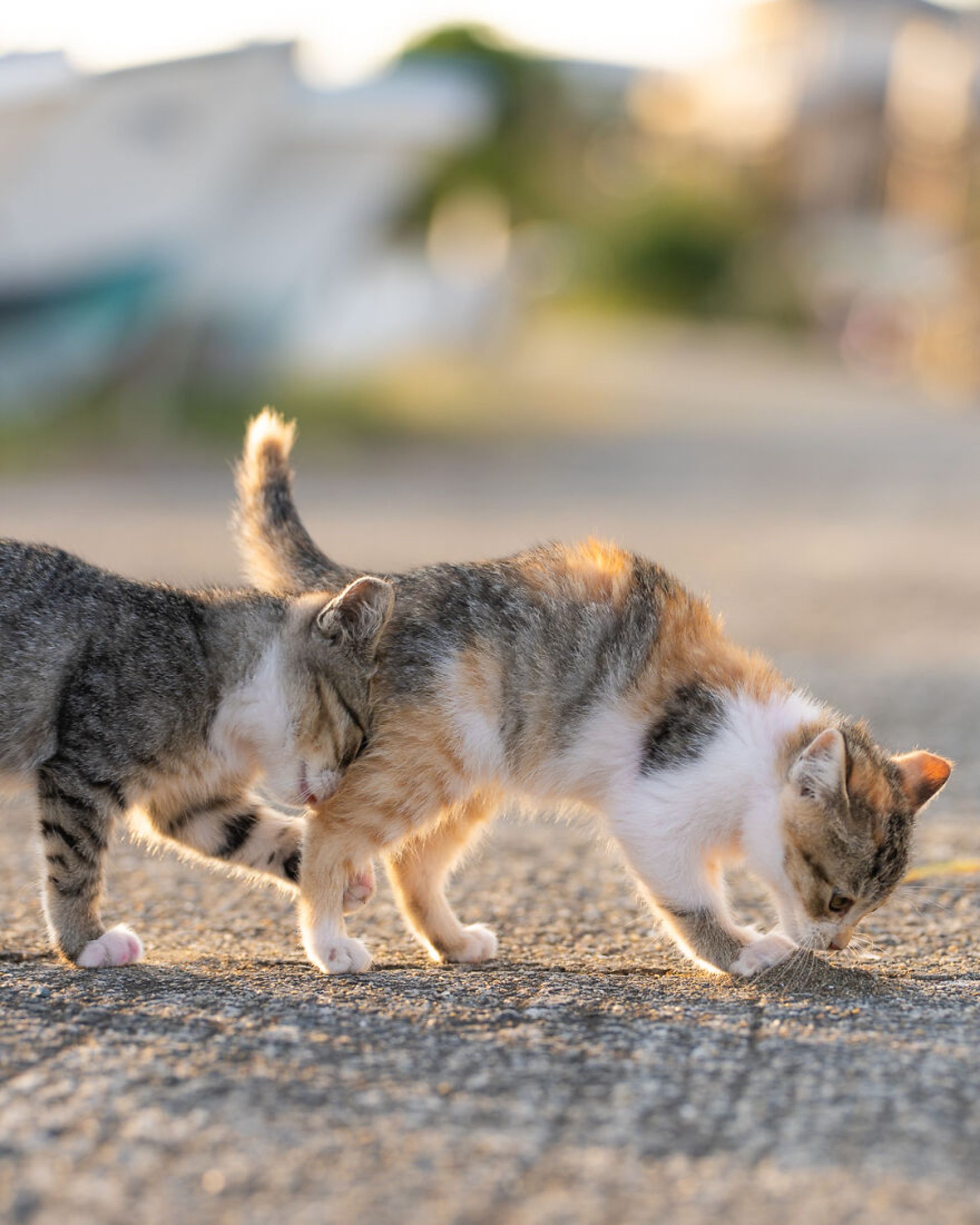 دو بچه گربه پشت هم در خیابان