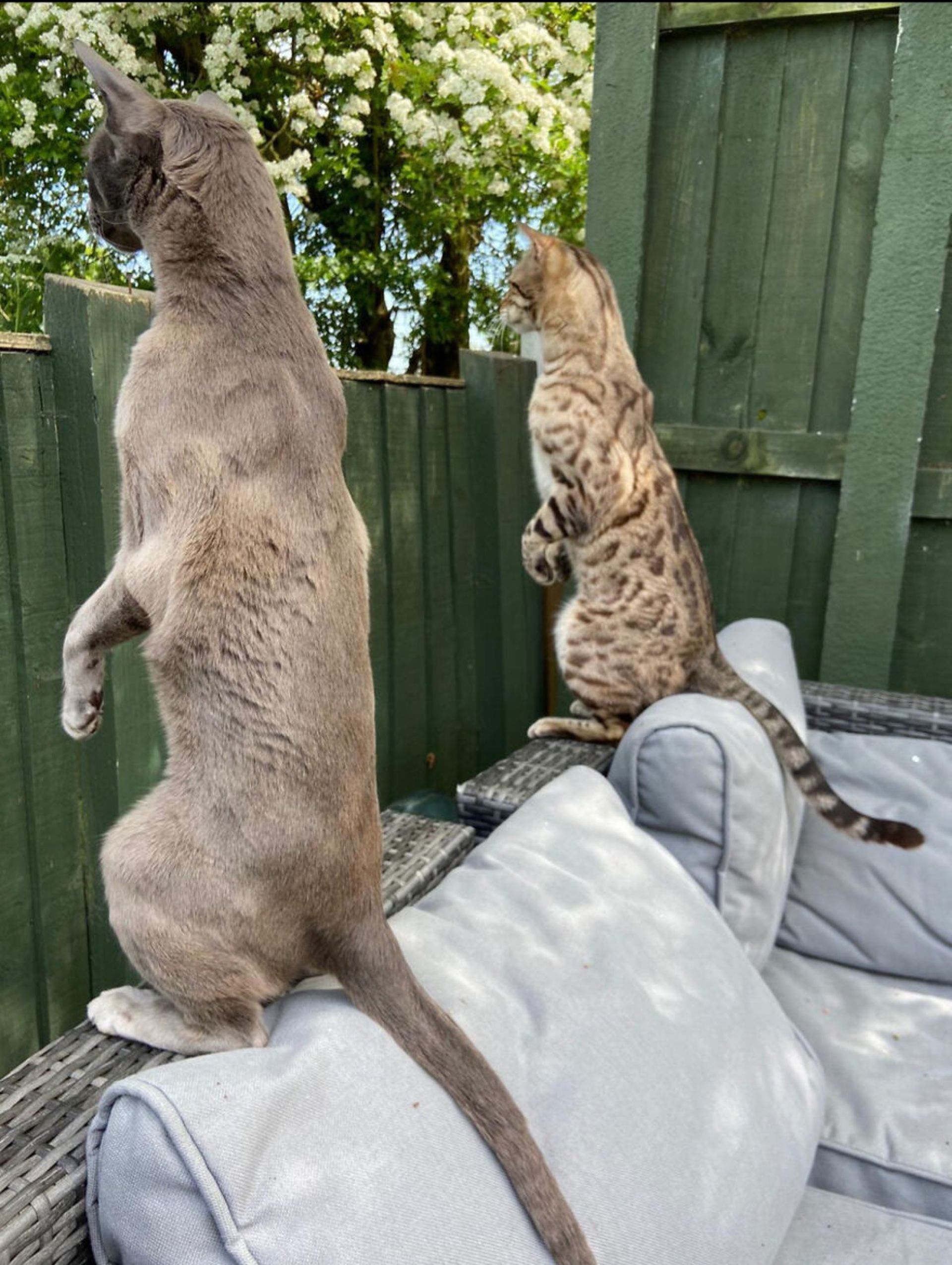 دو گربه استاده روی پاهای پشتی و خیره به همسایه