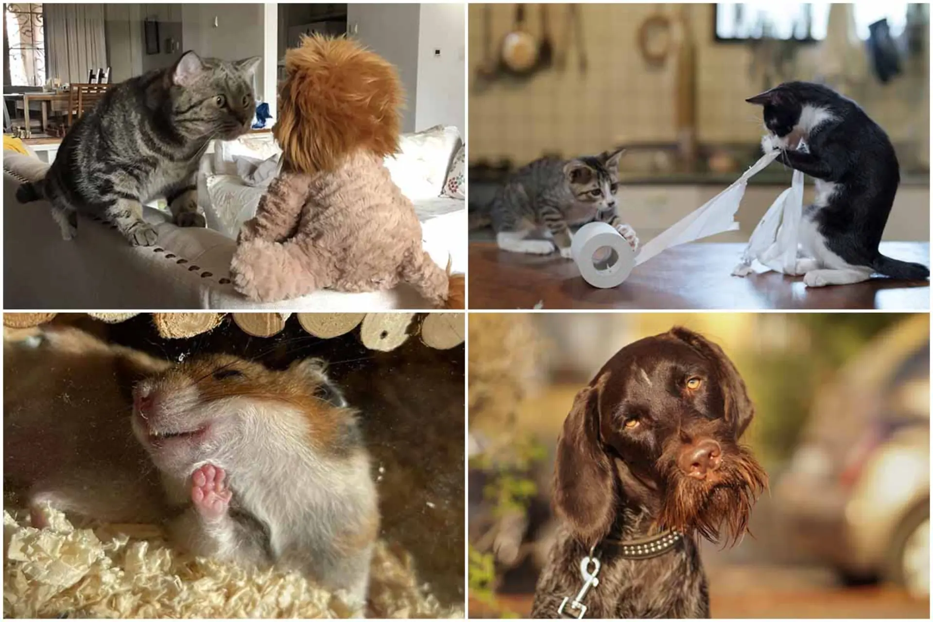 فینالیست‌‌های مسابقه عکاسی کمدی حیوانات خانگی ۲۰۲۴
