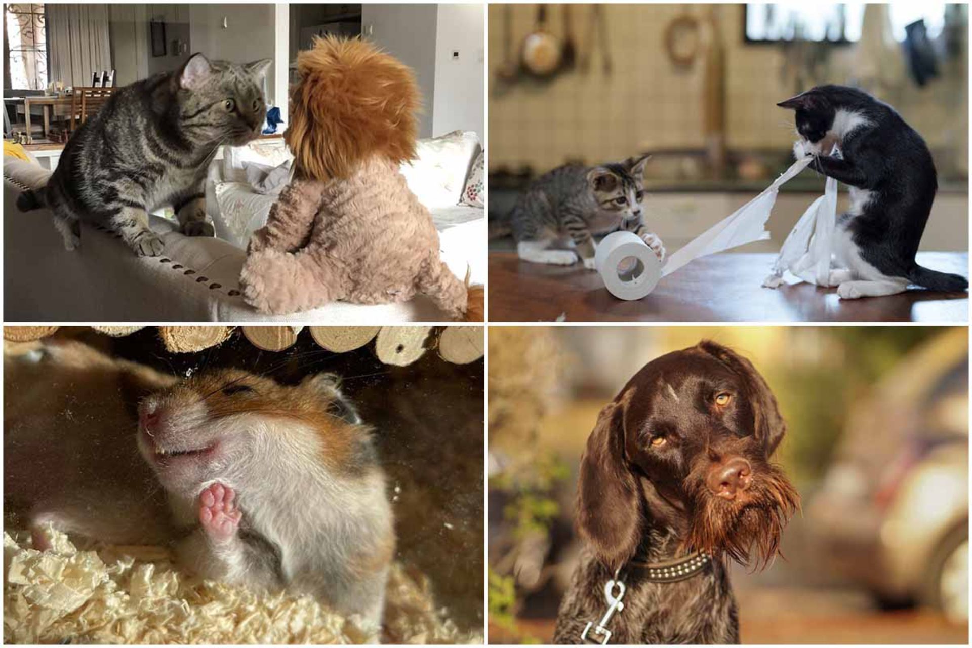 فینالیست‌‌های مسابقه عکاسی کمدی حیوانات ۲۰۲۴