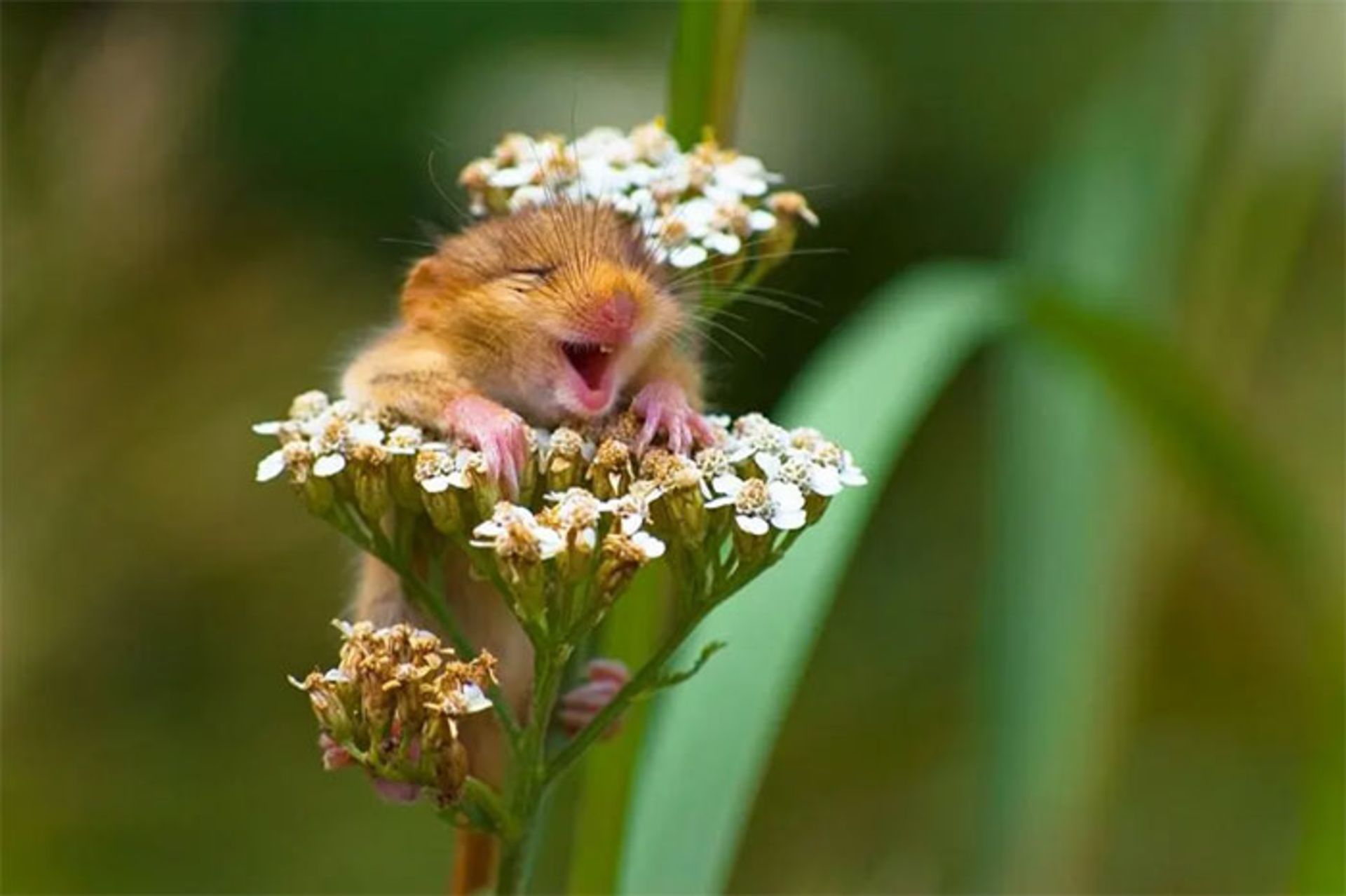 موش در بین شاخه گل