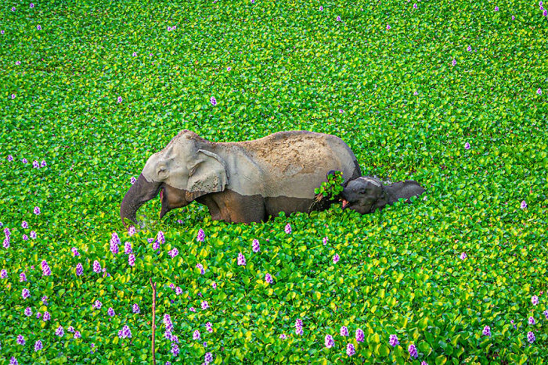 فیل و بچه فیل خیس در بین دشت سبز