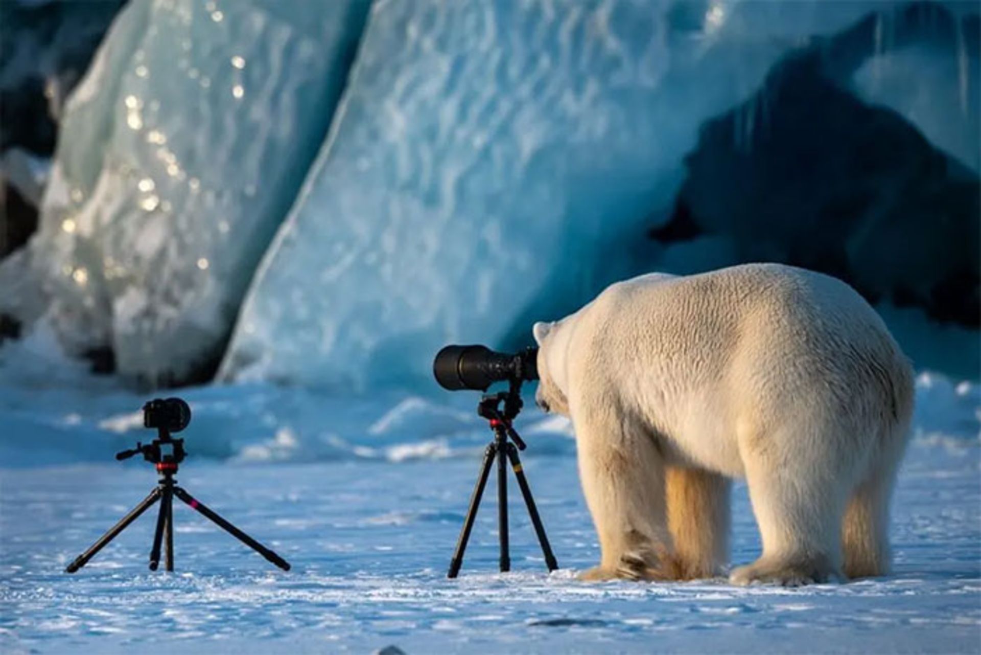 خرس قطبی تماشای دوربین روی پایه