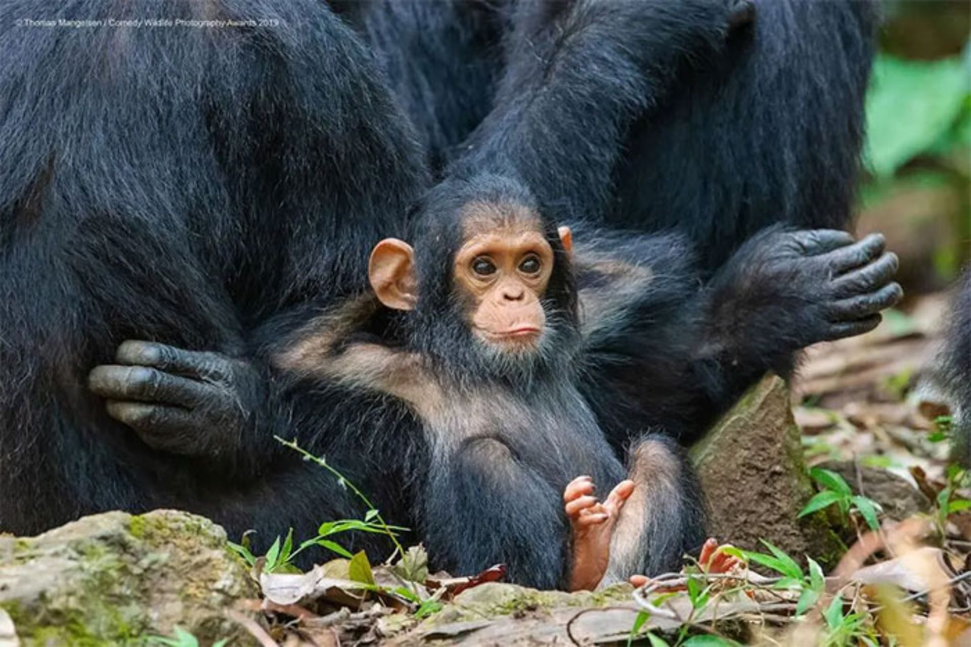 بچه شامپانزه تکیه داده به مادرش
