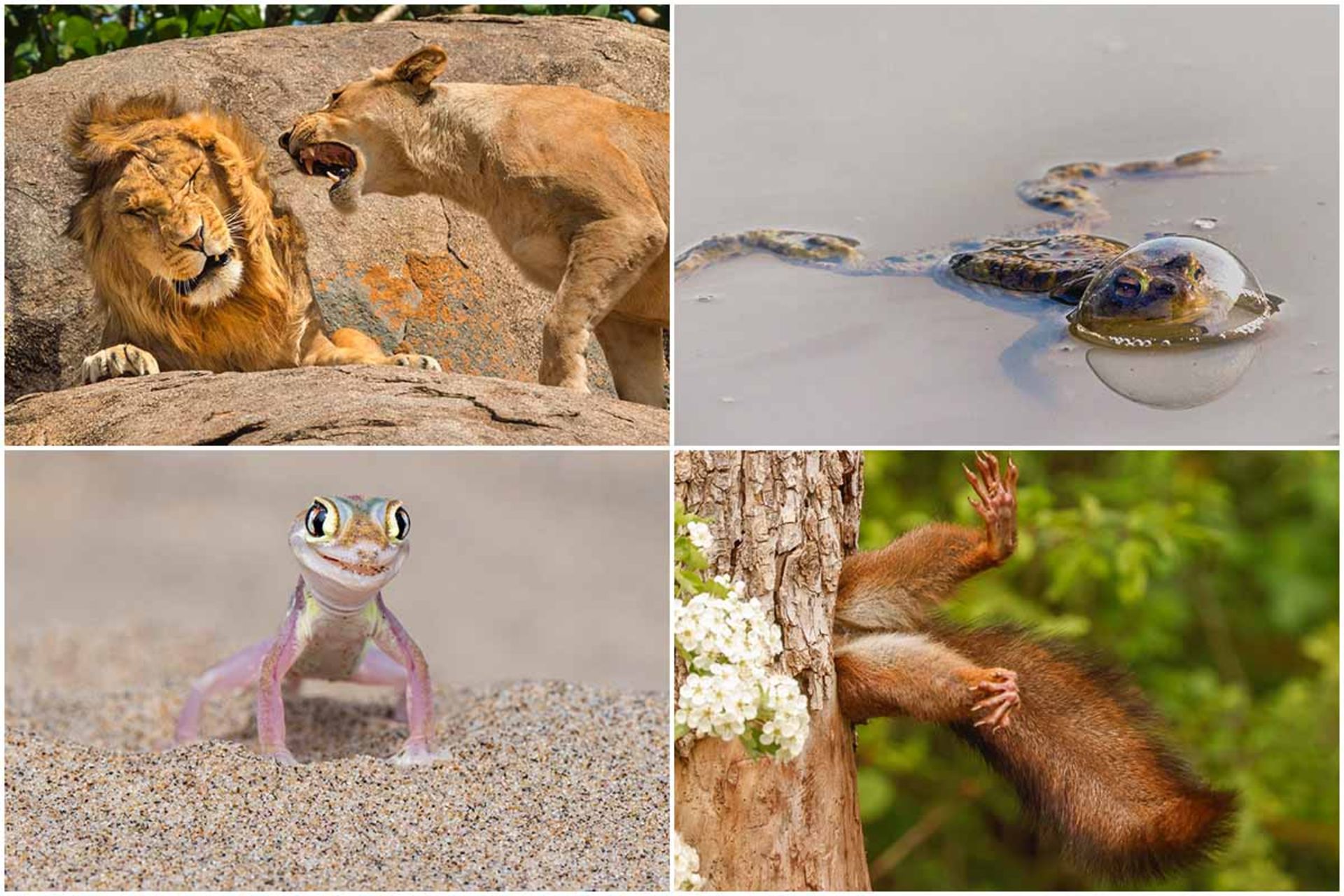 فینالیست‌های مسابقه عکاسی کمدی حیات وحش ۲۰۲۴  