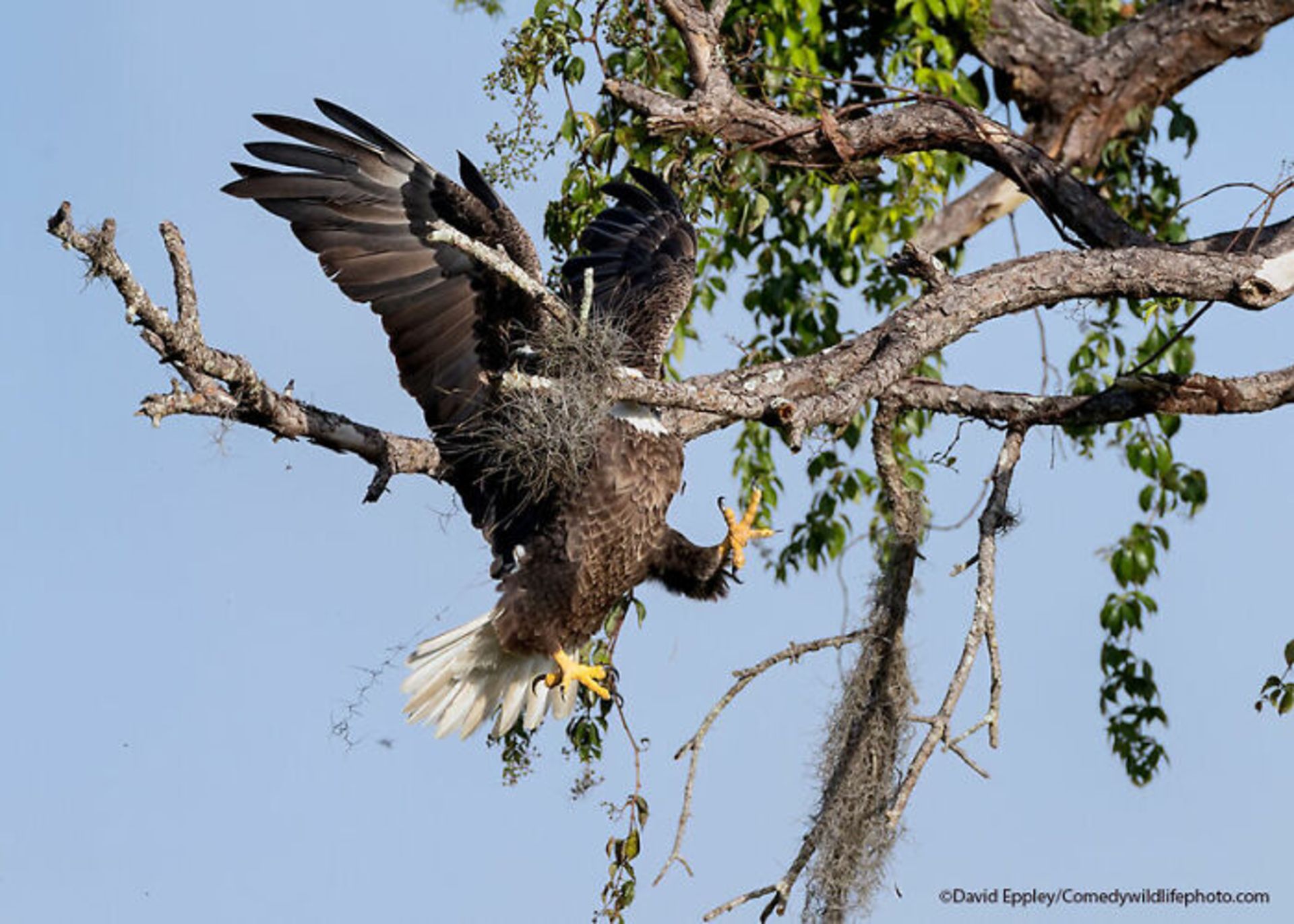 برخورد عقاب با درخت