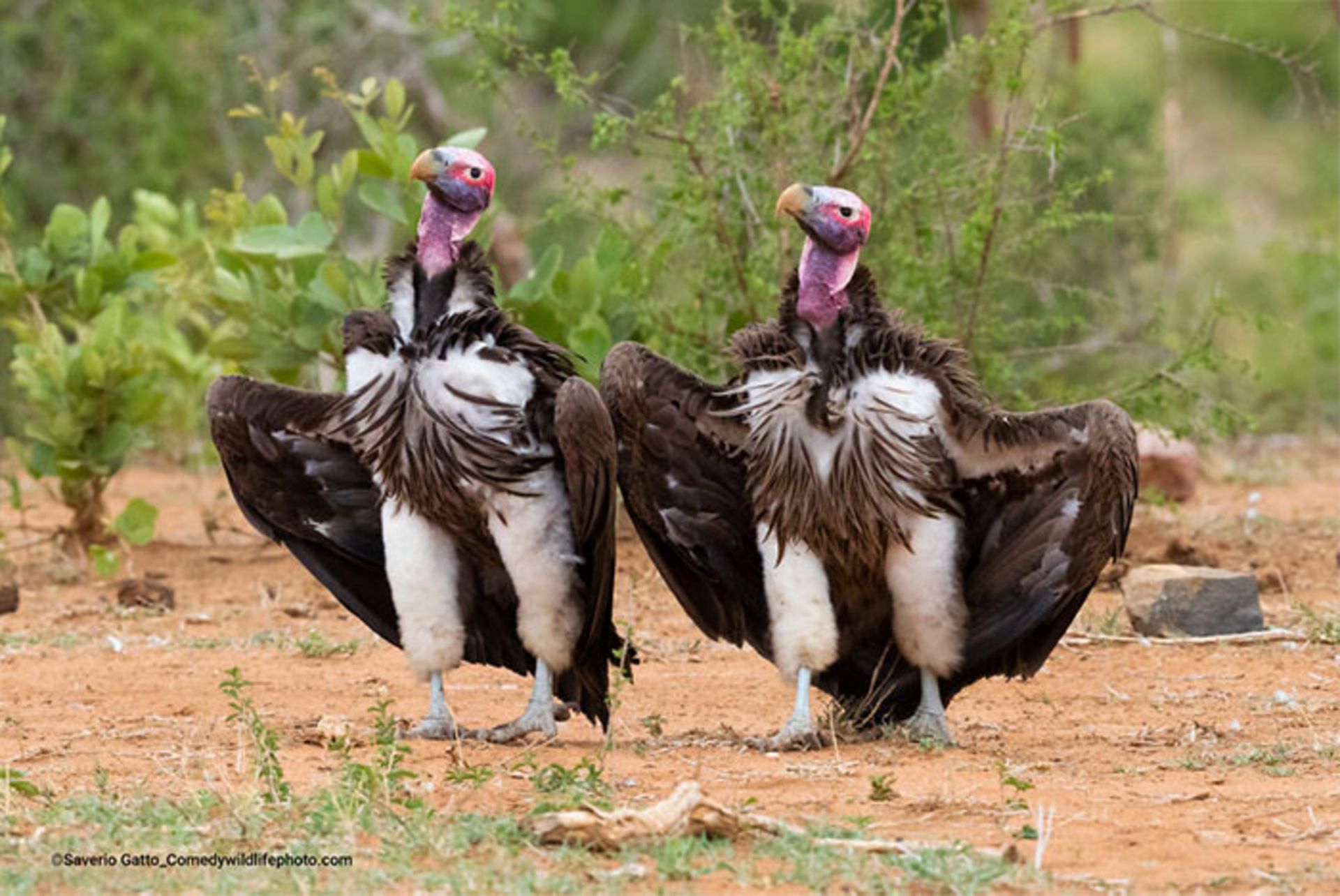 دو کرکس از روبرو