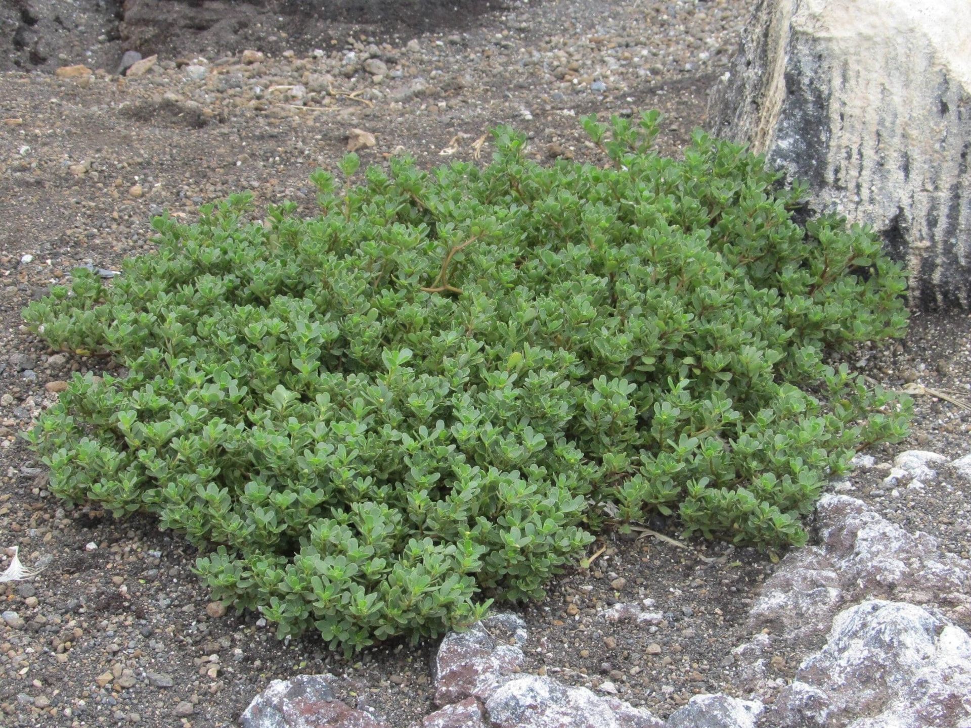 گیاهان خرفه در جزیره نیشینوشیما