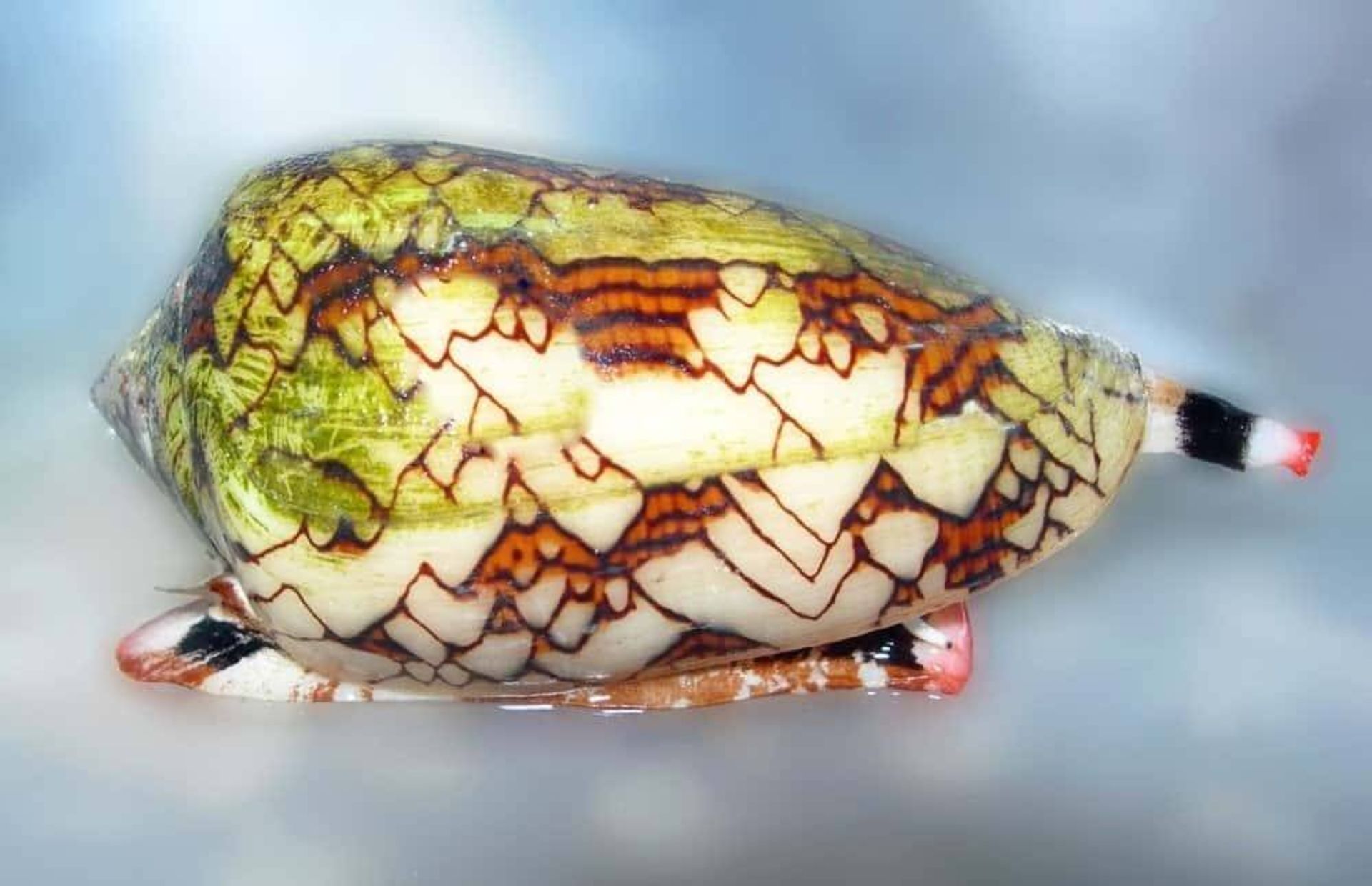 حلزون مخروطی