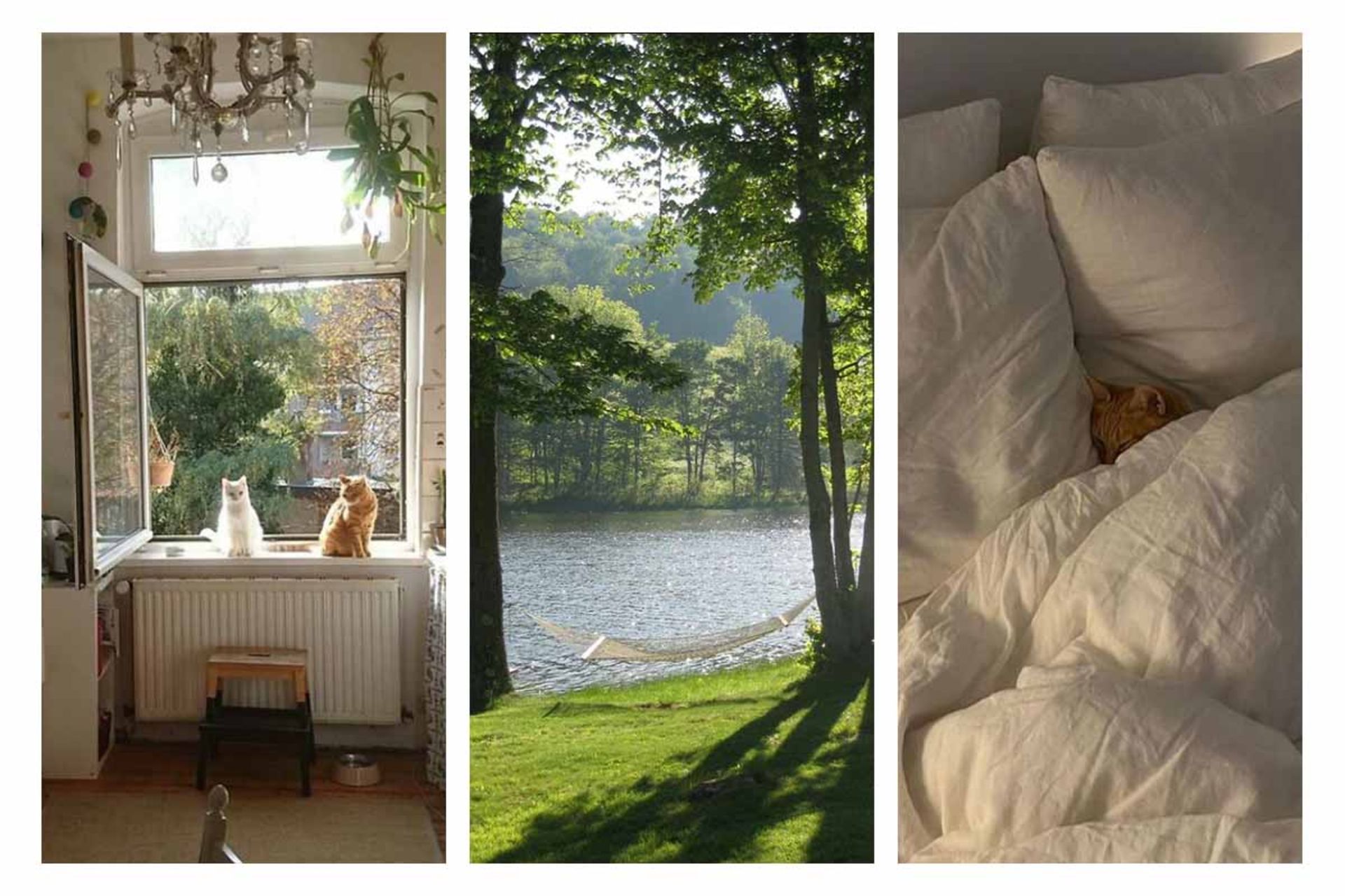 گربه ها و طبیعت