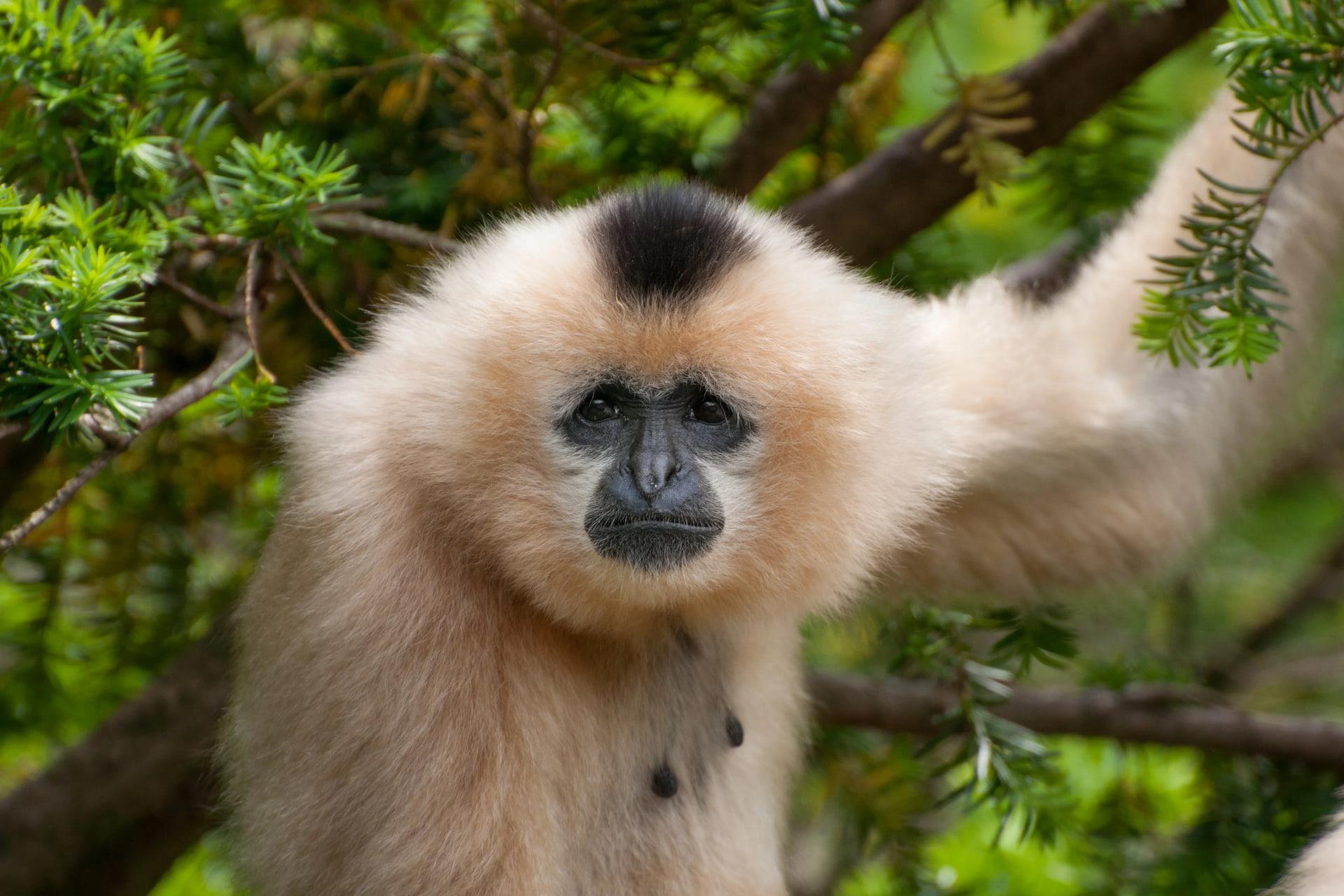 میمون سفیدگونه (White-cheeked gibbon) با پوشش موی روشن میان شاخه‌های سبز درختان
