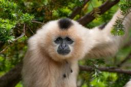 میمون سفیدگونه (White-cheeked gibbon) با پوشش موی روشن میان شاخه‌های سبز درختان