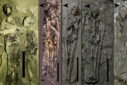 اسکلت‌های انسانی باستانی در مقبره‌ای در تبس (Thebes) مصر