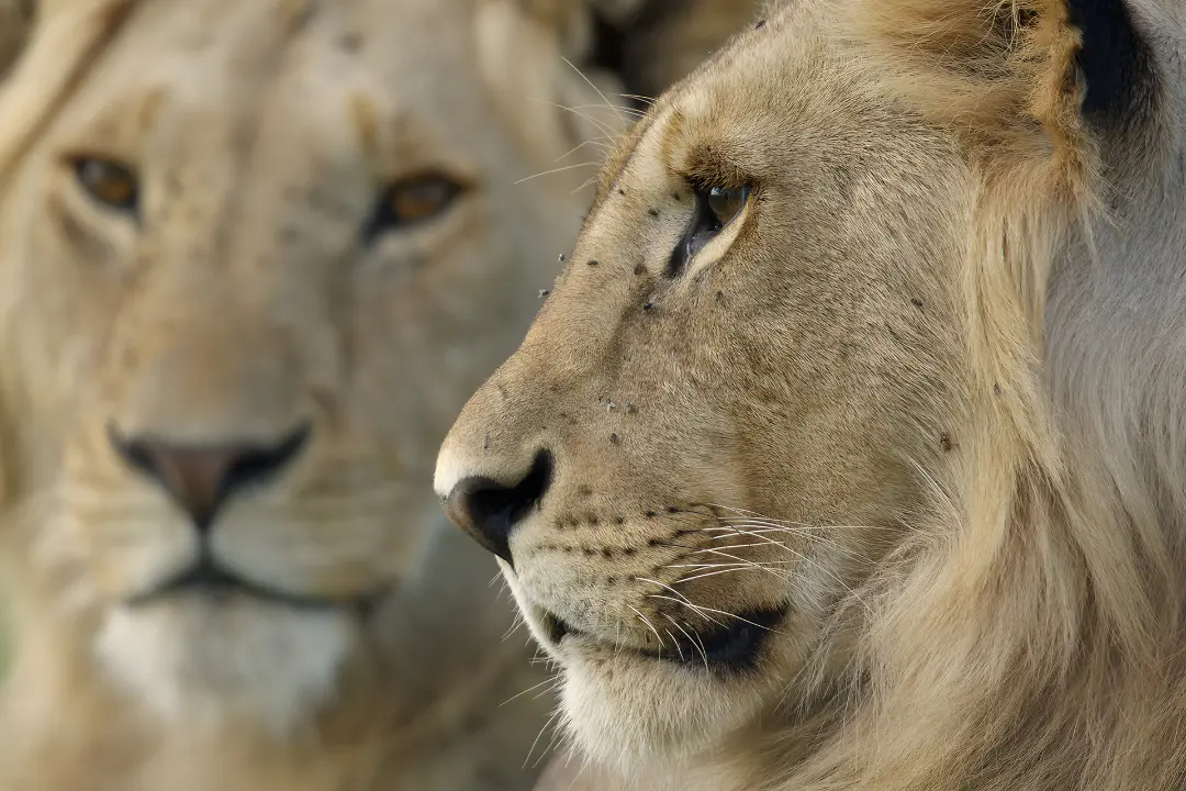 دو شیر در حال استراحت در پارک ملی ماسایی مارا (Maasai Mara)