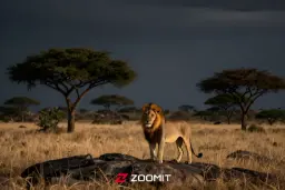 شیر نر (Lion) در دشت‌های کنیا زیر آسمان تیره