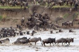 گله‌های گنو (Wildebeest) در حال عبور از رودخانه مارا در جریان مهاجرت بزرگ