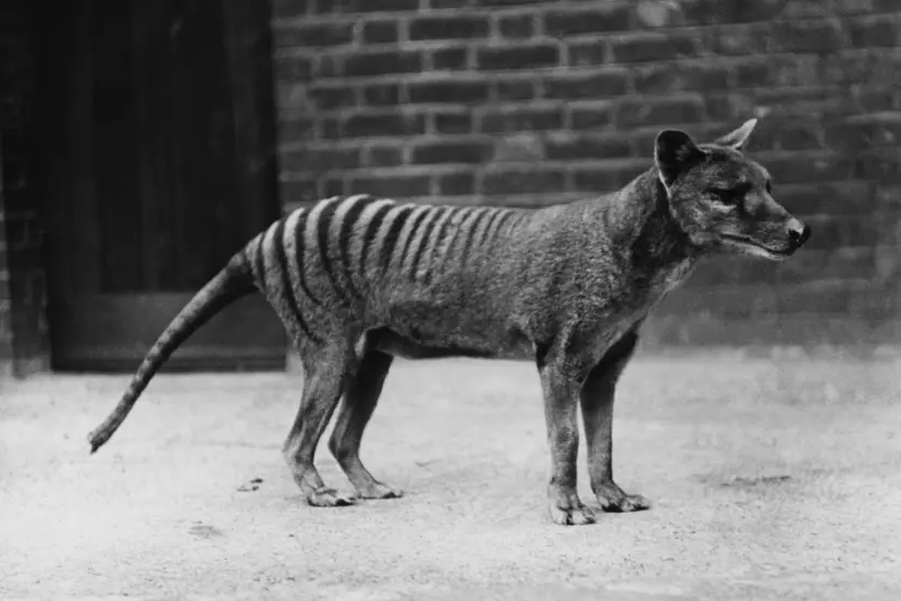تایلاسین (Thylacine) با خطوط تیره روی بدن در فضای باز