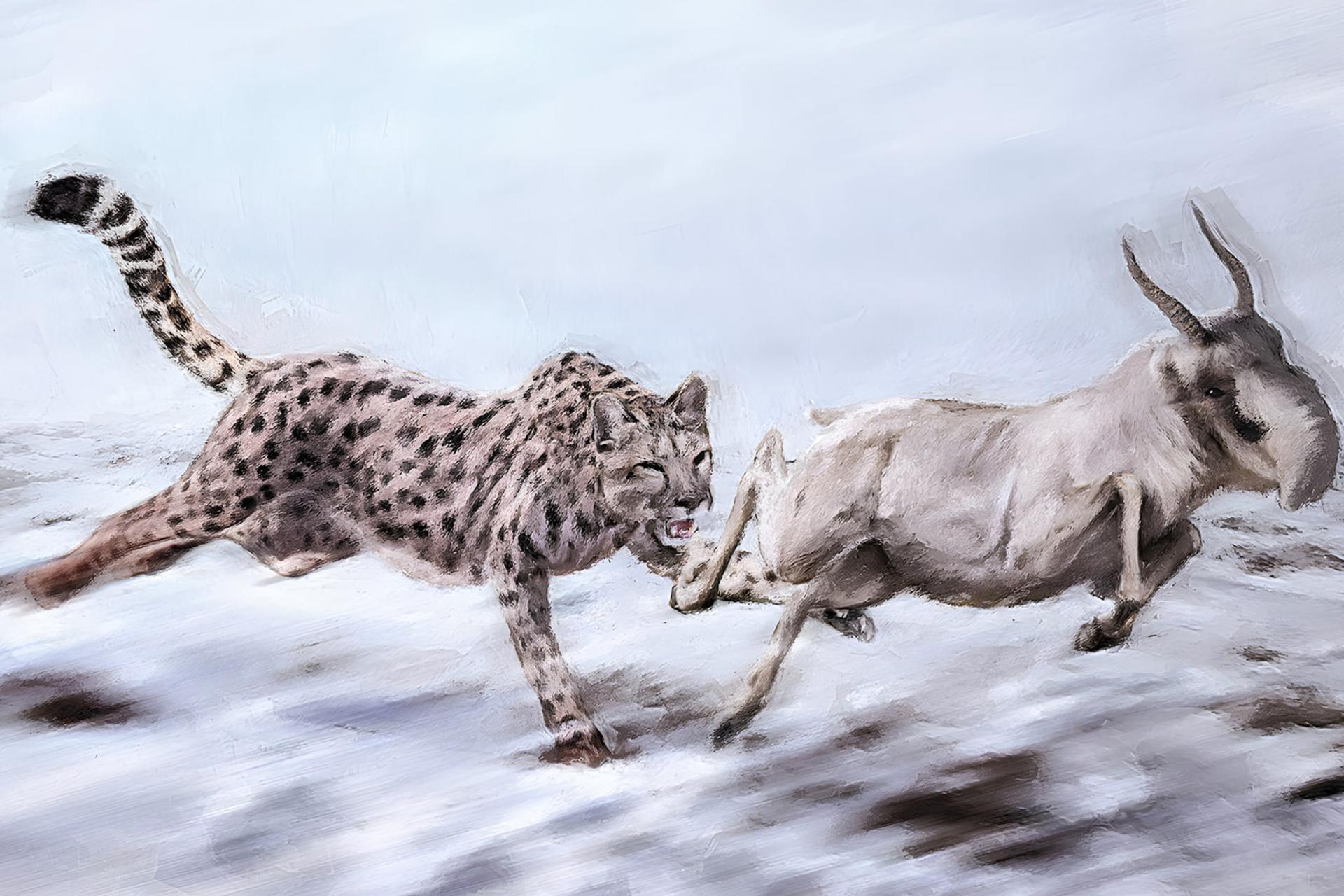 تصویرسازی از یوزپلنگ آمریکایی در تعقیب بز کوهی