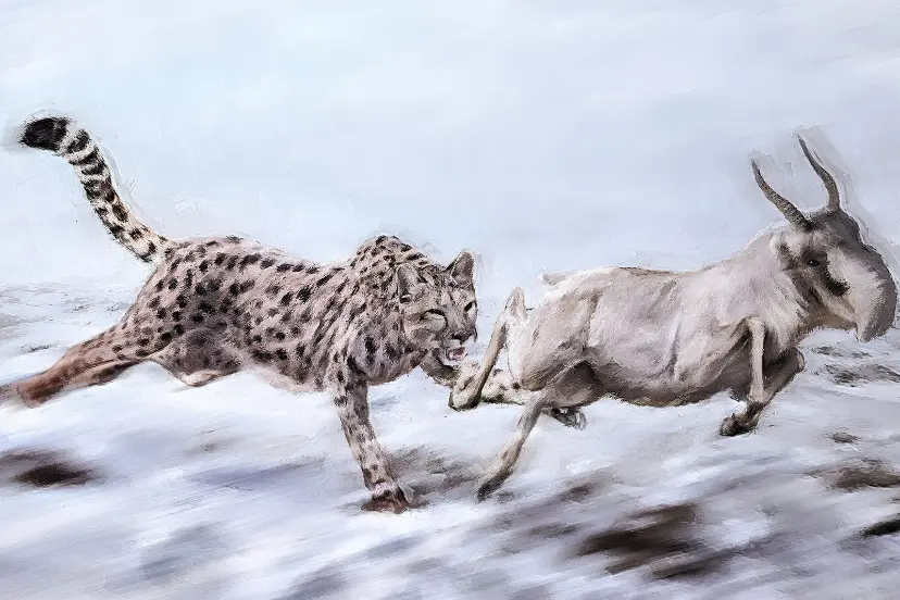 تصویرسازی از یوزپلنگ آمریکایی در تعقیب بز کوهی