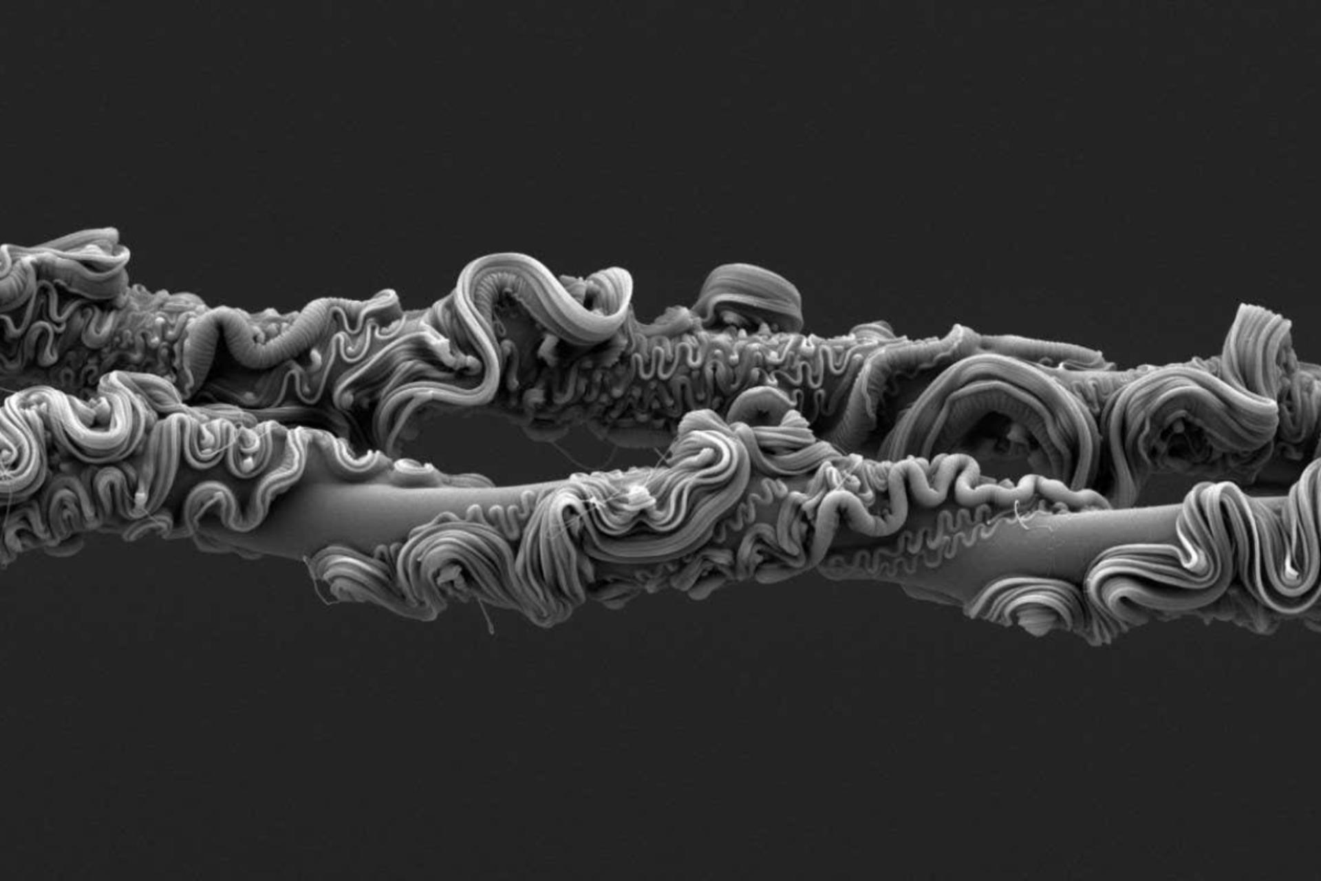 تارهای ابریشم عنکبوت