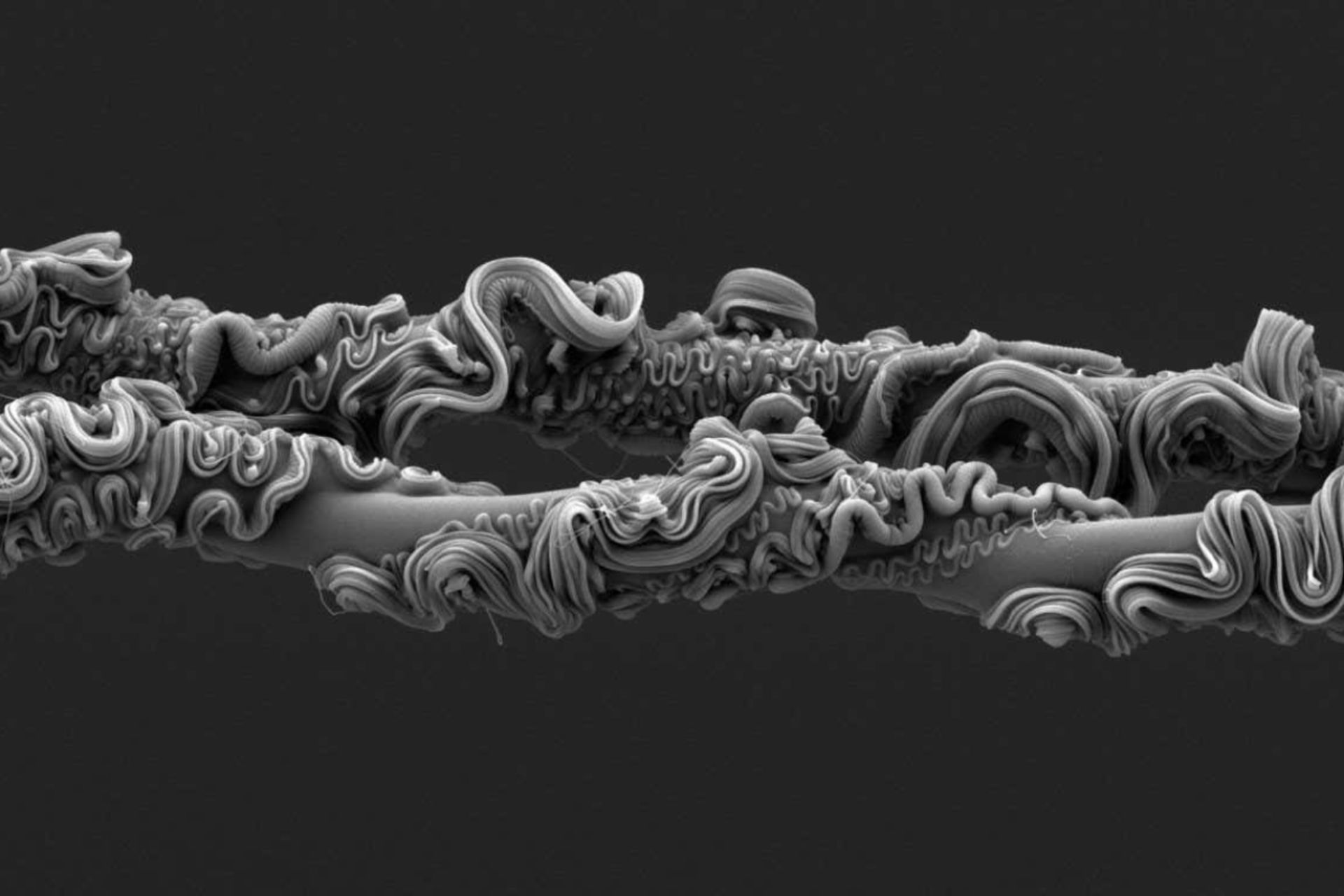 تارهای ابریشم عنکبوت