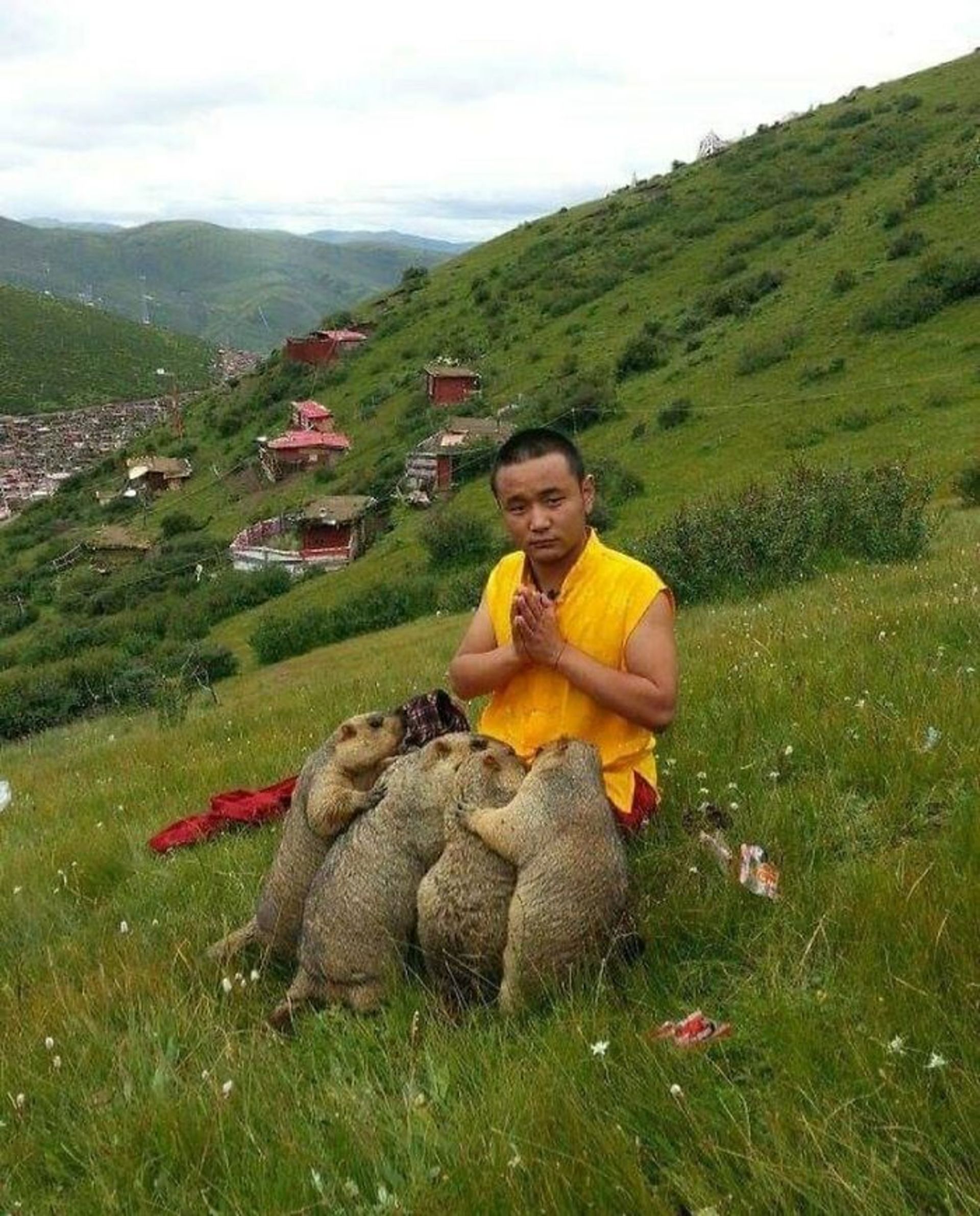 سگ‌های آبی و راهب در طبیعت