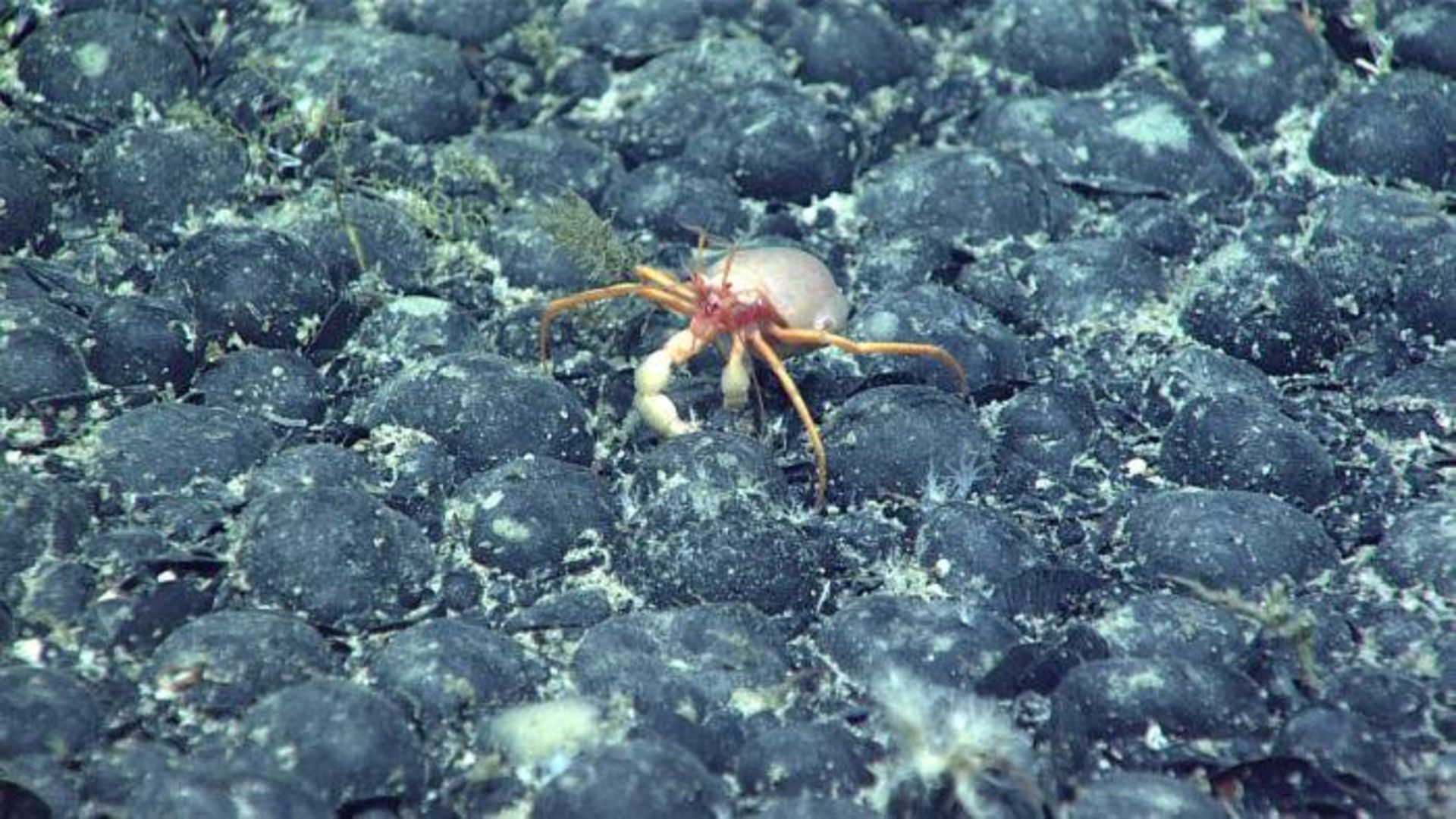 خرچنگ در کف اقیانوس