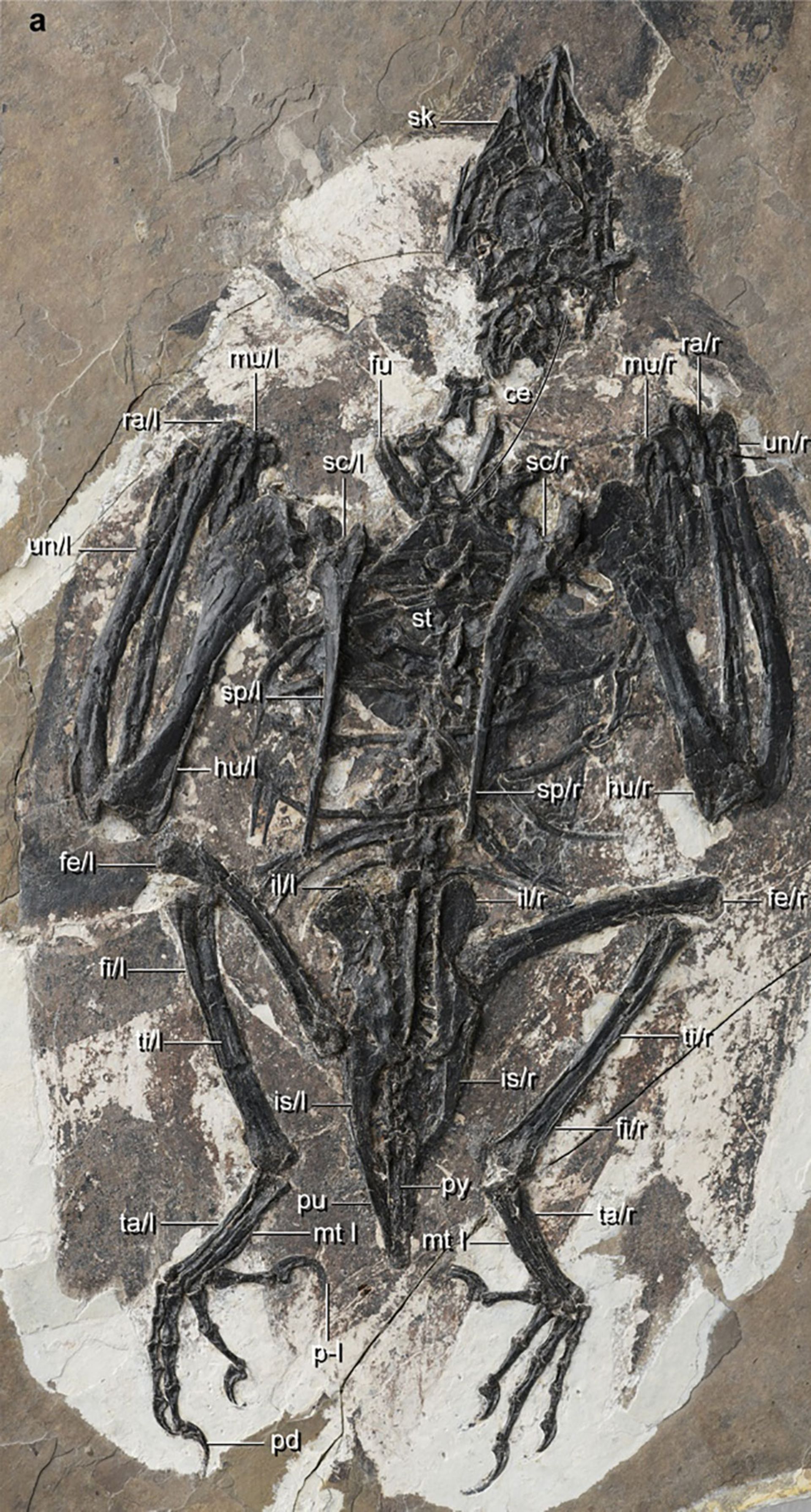تصویر اسکلت فسیل ۱۲۰ میلیون ساله
