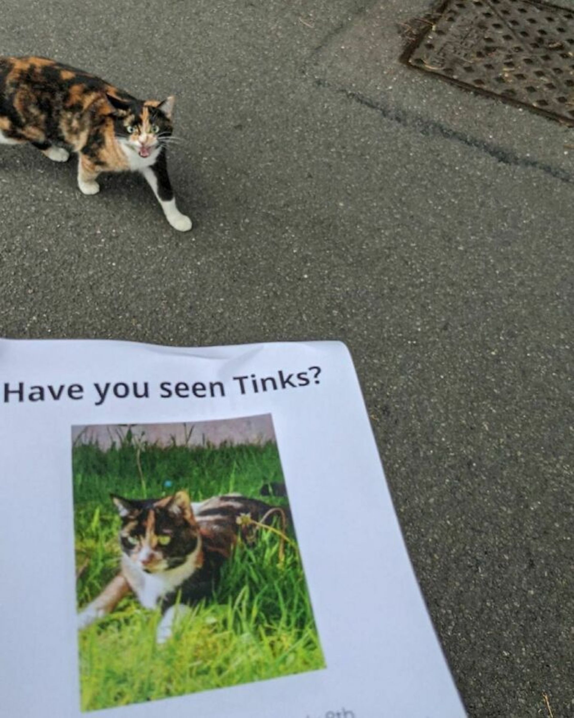 گربه گمشده در خیابان