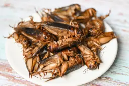 چرا حشرات ممکن است به‌زودی در بشقاب غذای ما باشند؟