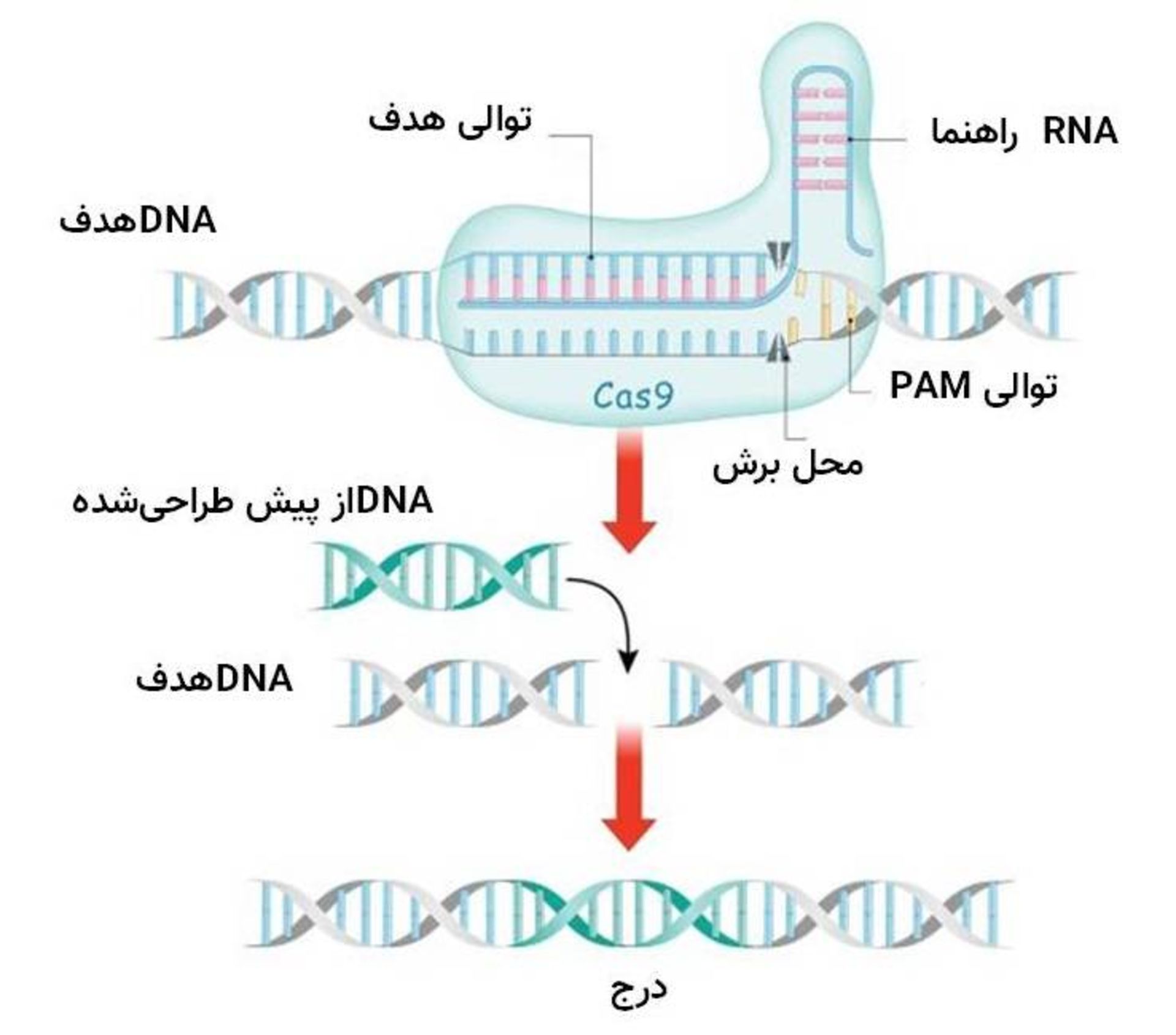 ویرایش ژن کریسپر