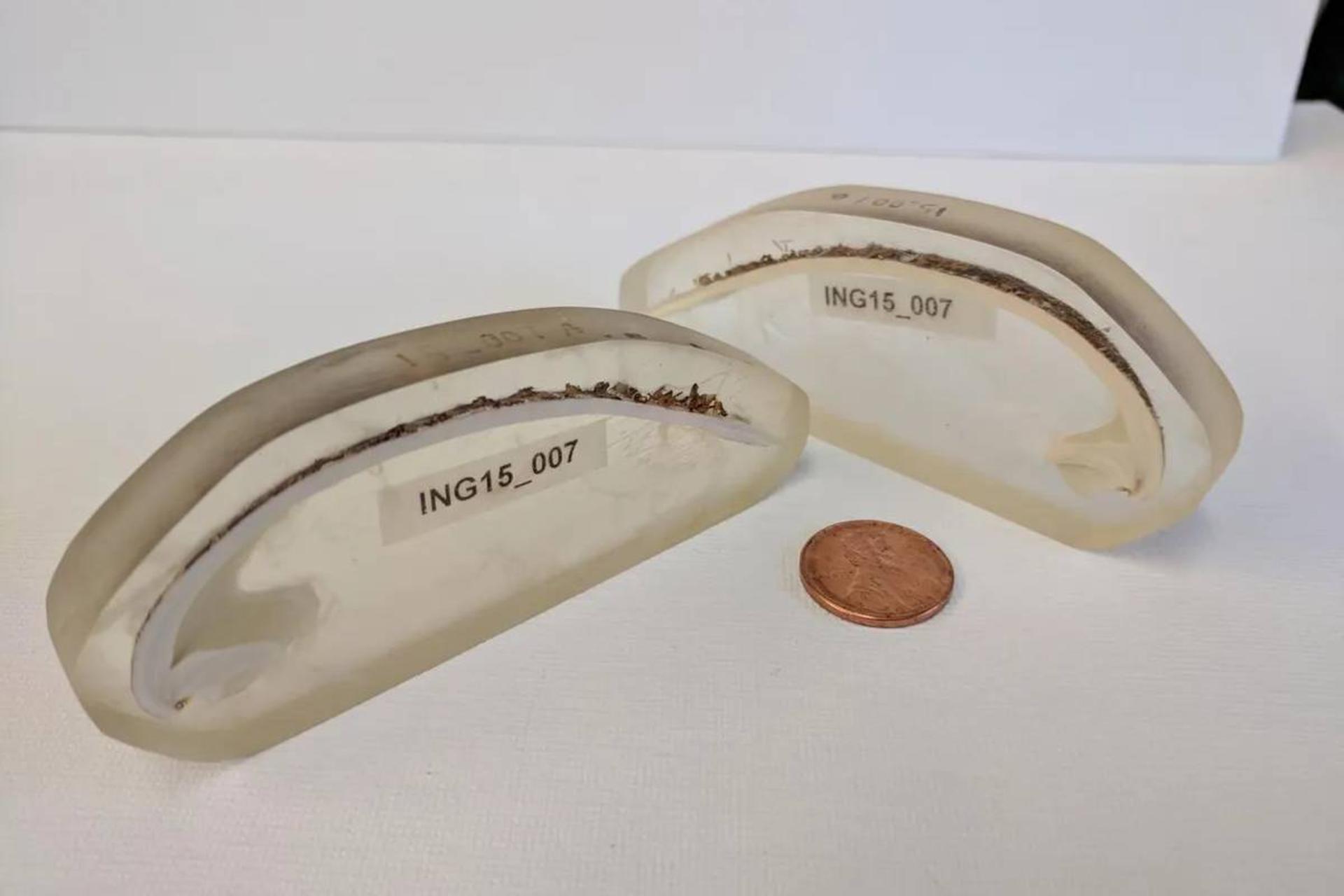 برش‌های پوسته‌های صدف ایسلندی در رزین اپوکسی