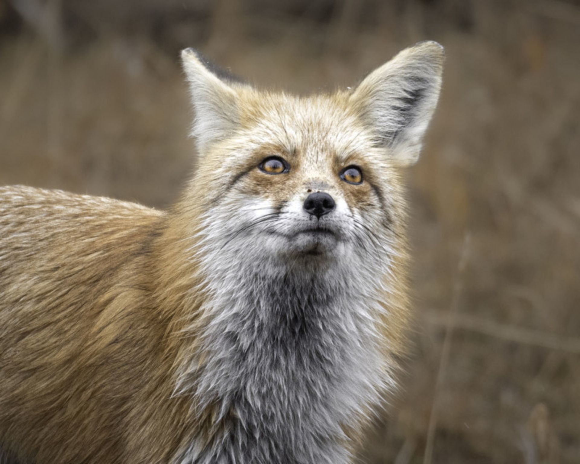 عکاسی حیات وحش