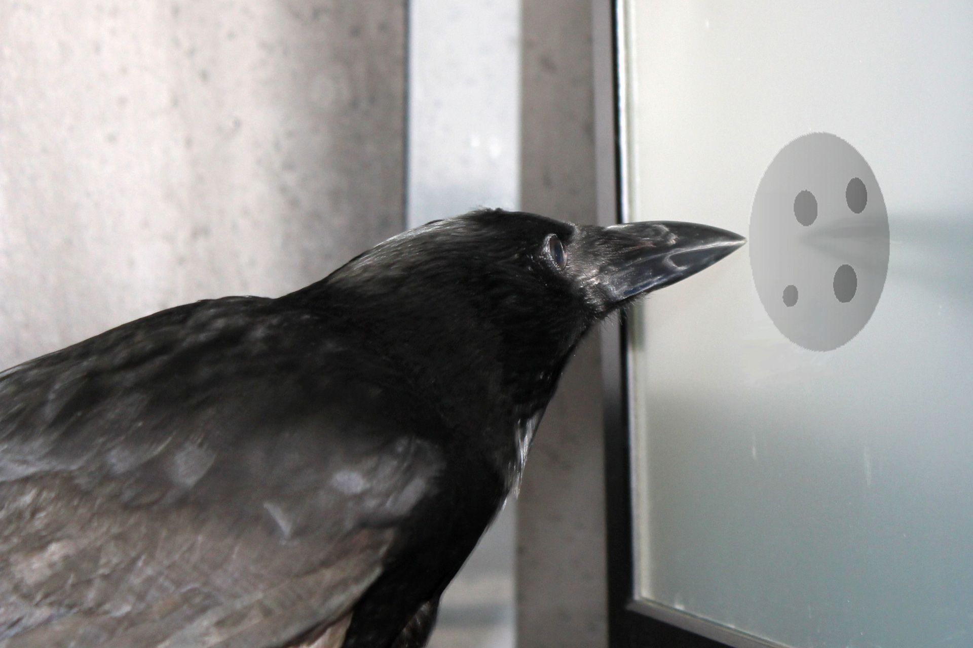 کلاغ در حال شمردن