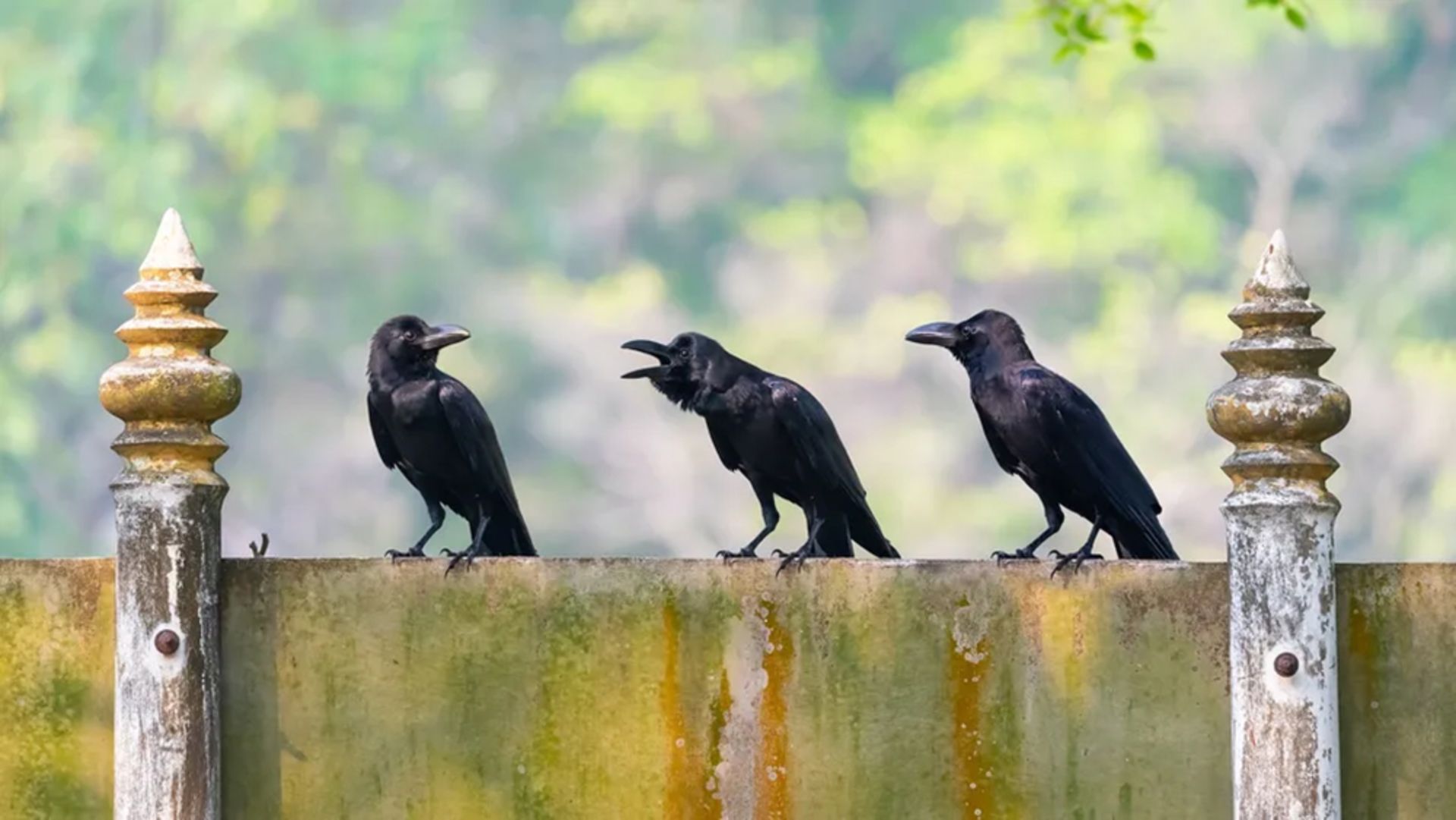 کلاغ‌ها روی دیوار