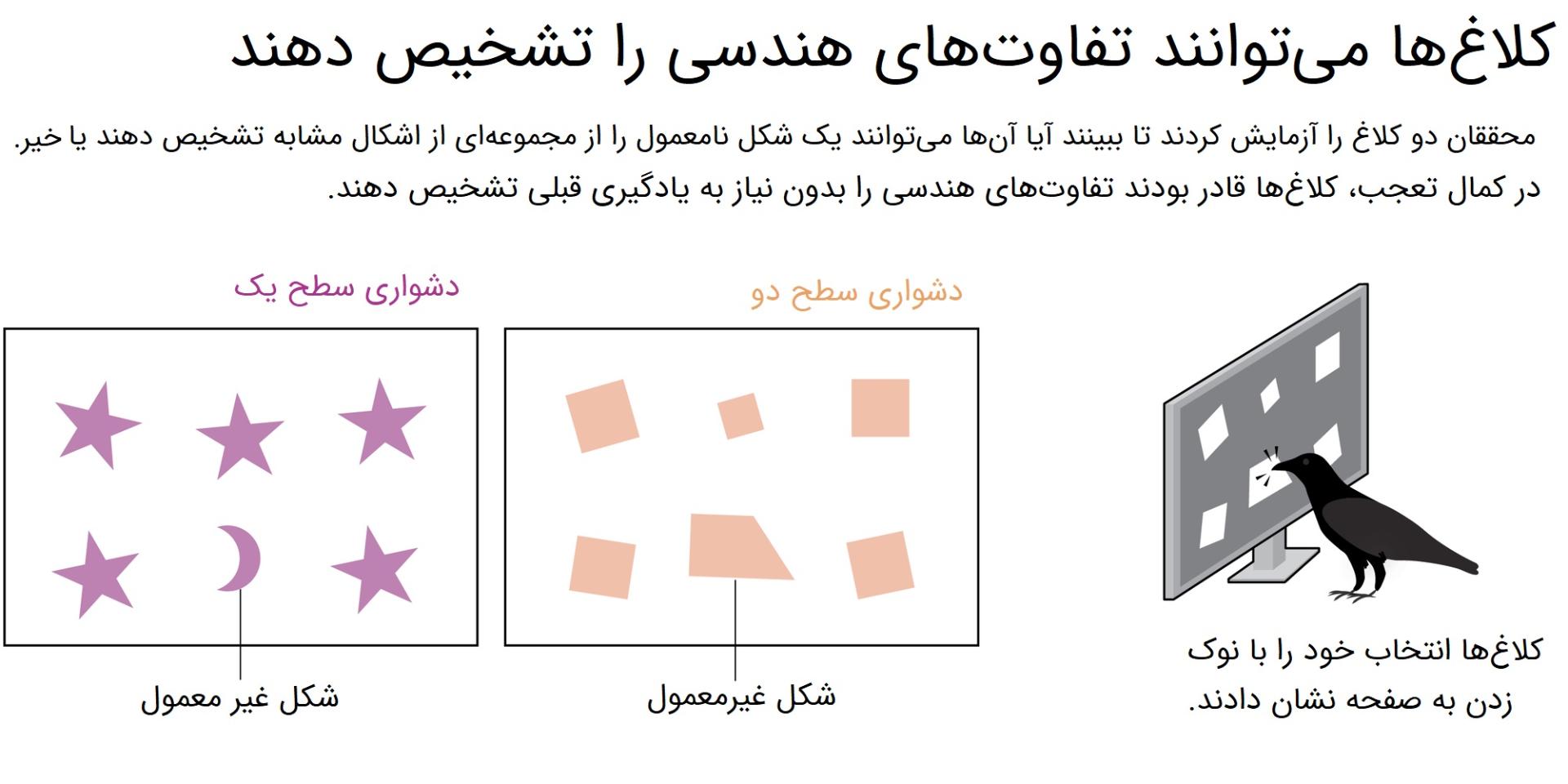 تصویر دیجیتالی از آزمایش تشخیص اشکال کلاغ‌ها