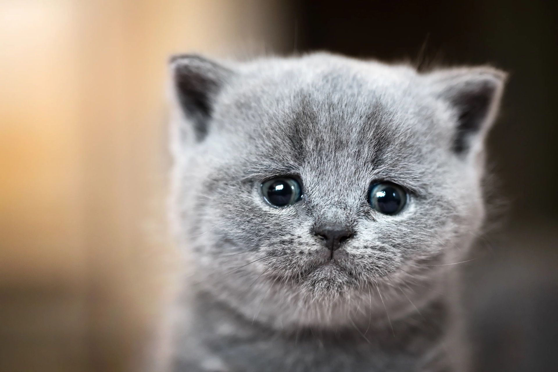 بچه گربه طوسی با چشمان اشک‌آلود