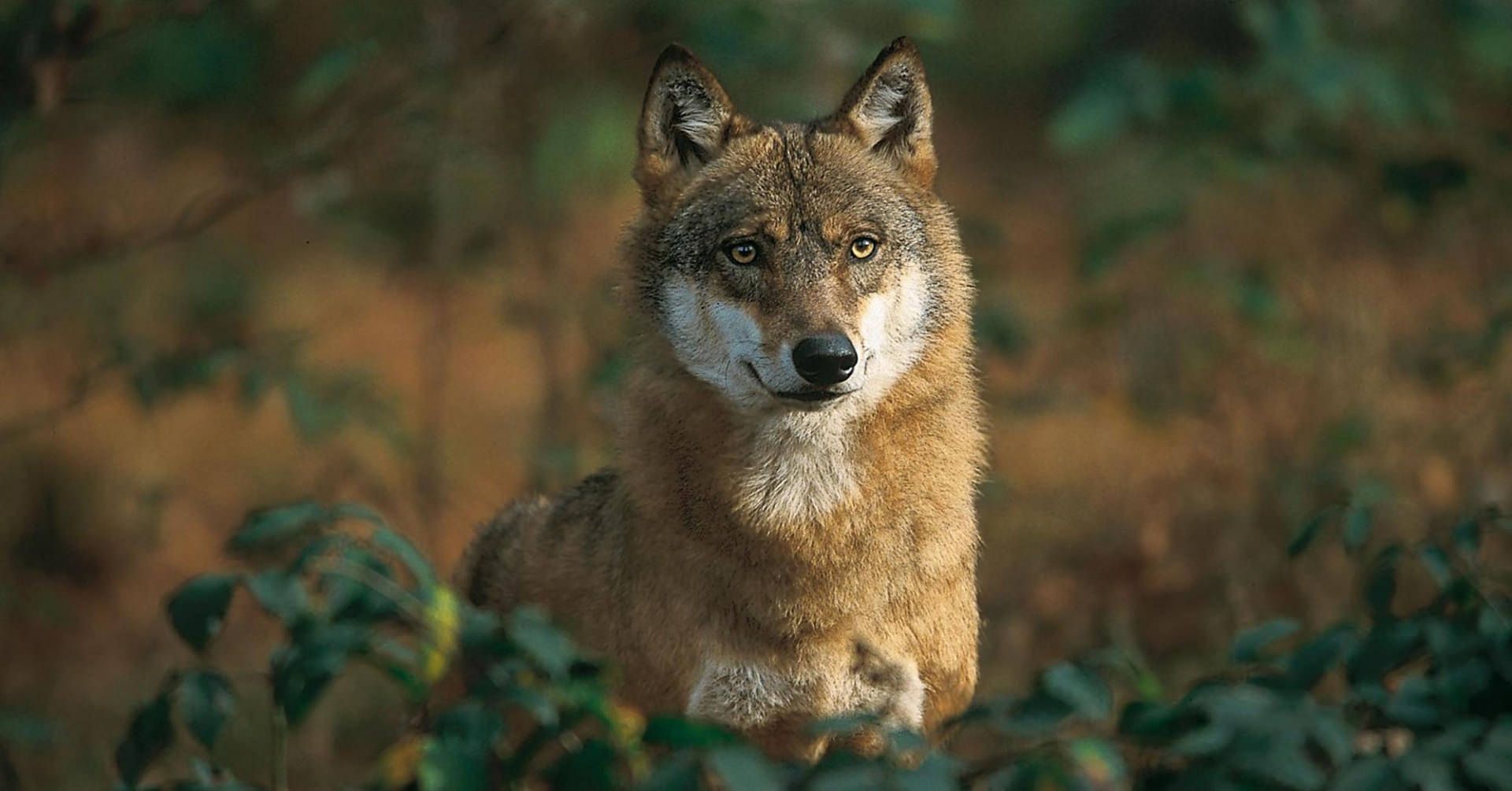 پرتره گرگ خاکستری (Canis Lupus) در جنگل