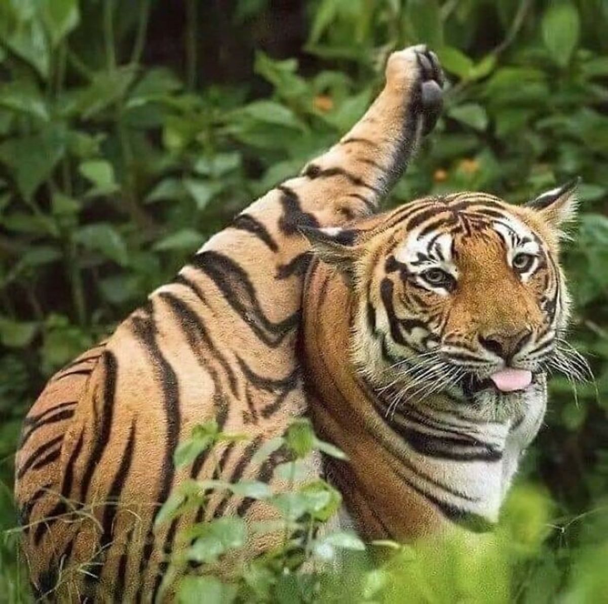 ببر منعطف
