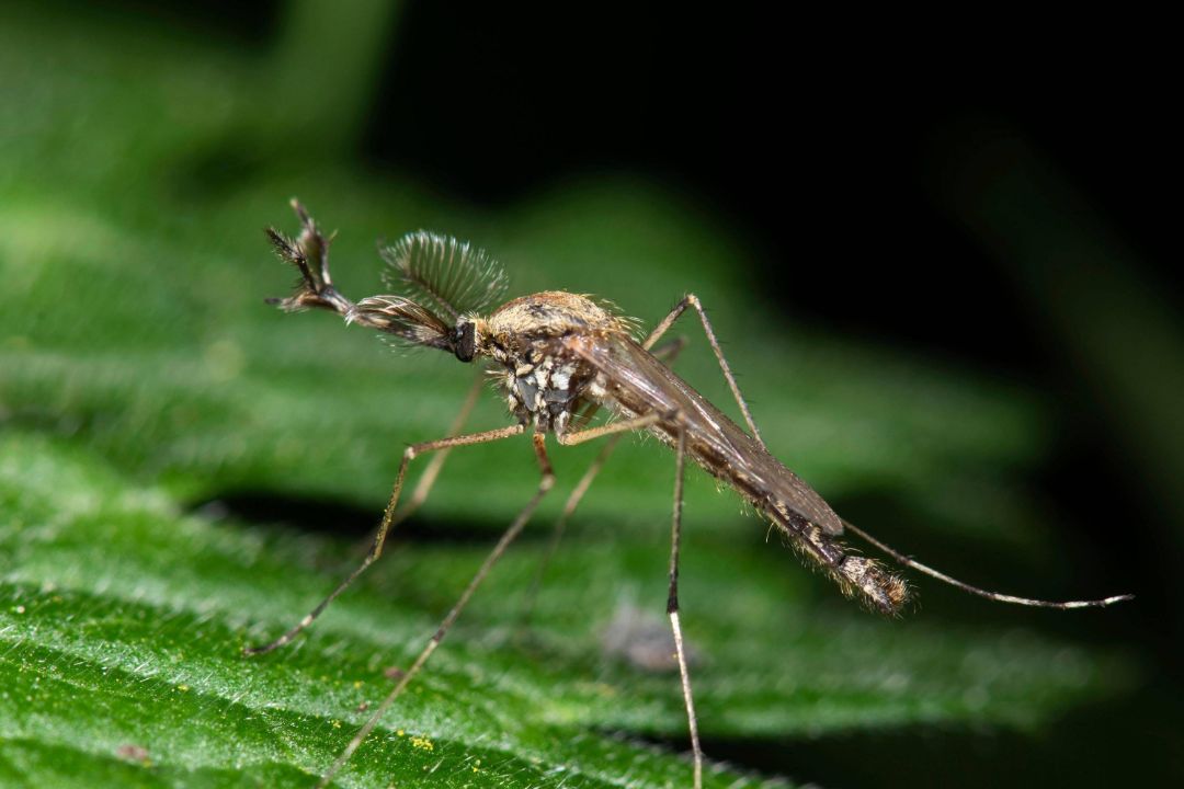 آیا پشه‌های ایسلند از زمستان سخت جان سالم به در خواهند برد؟