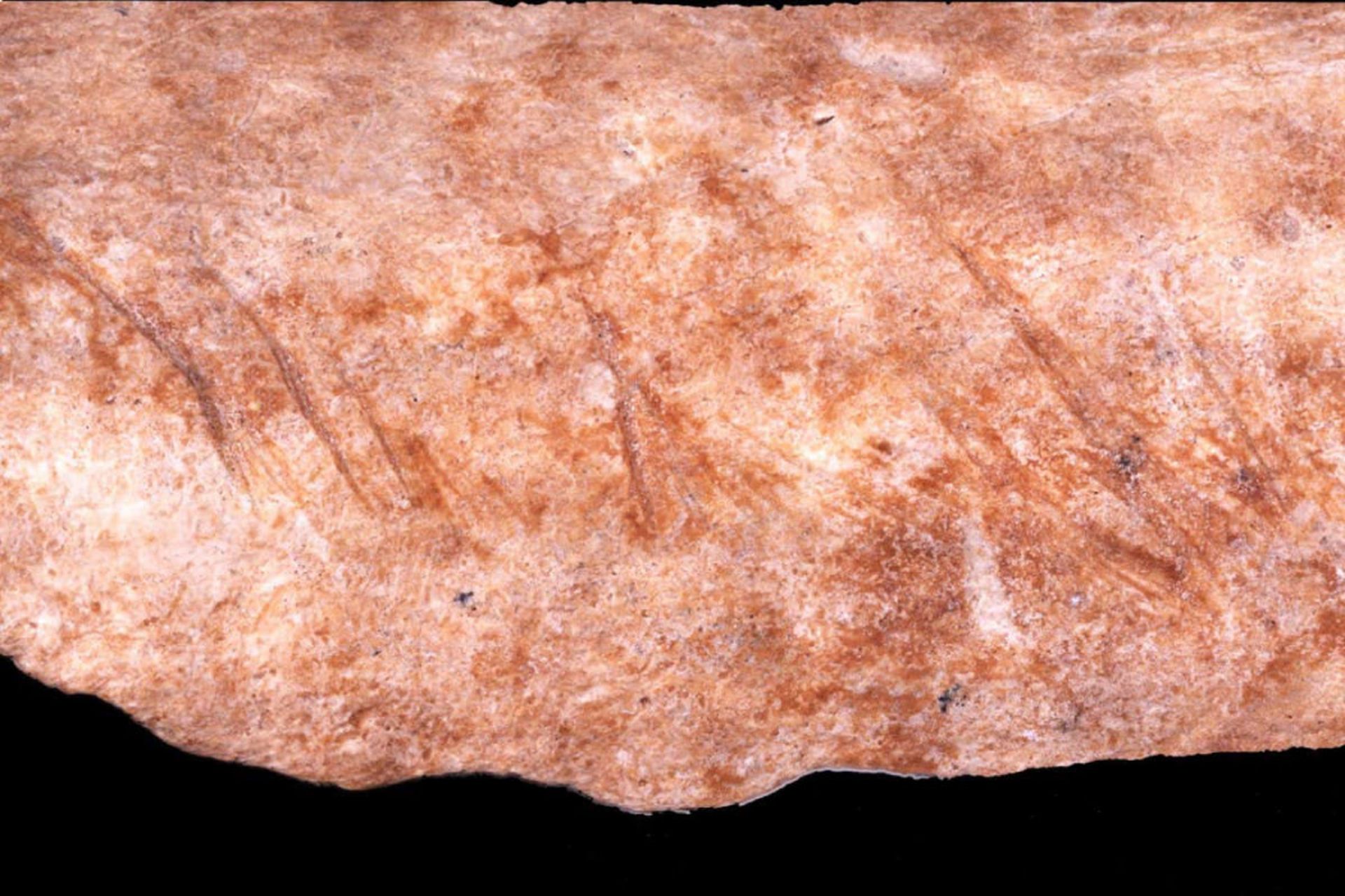 آثار بریدگی روی استخوان از غار آمود