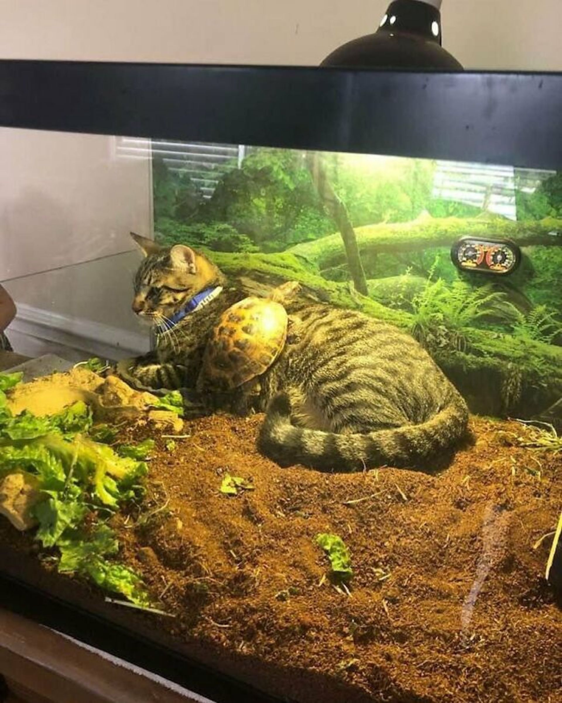 گربه و لاکپشت در اکواریوم