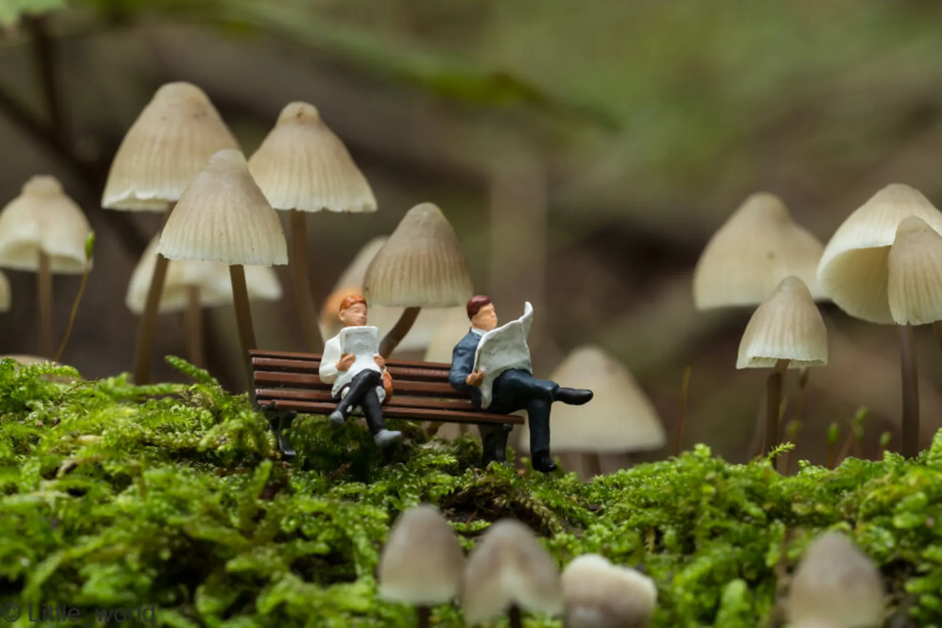 زوج روی نیمکت جنگل قارچ مینیاتوری 