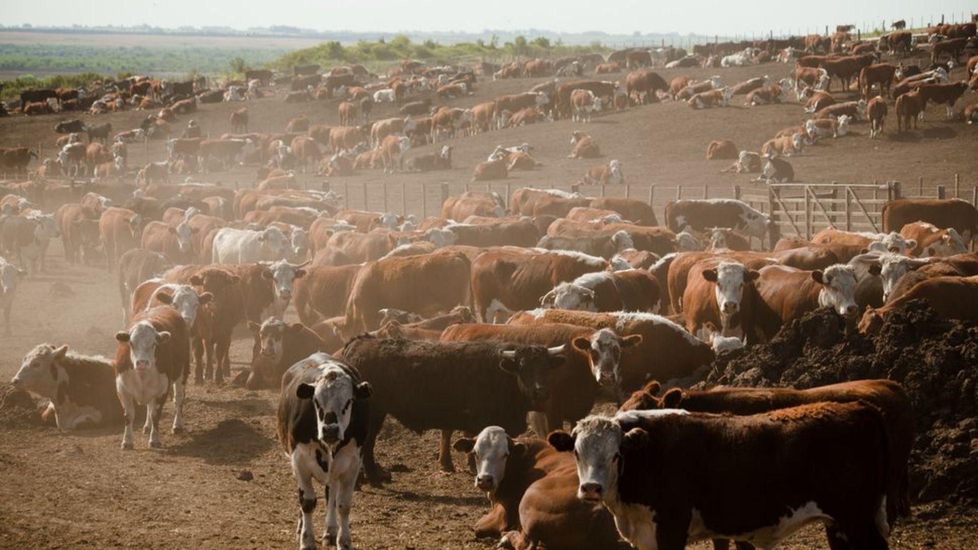 A picture of some cows in a cattle farm